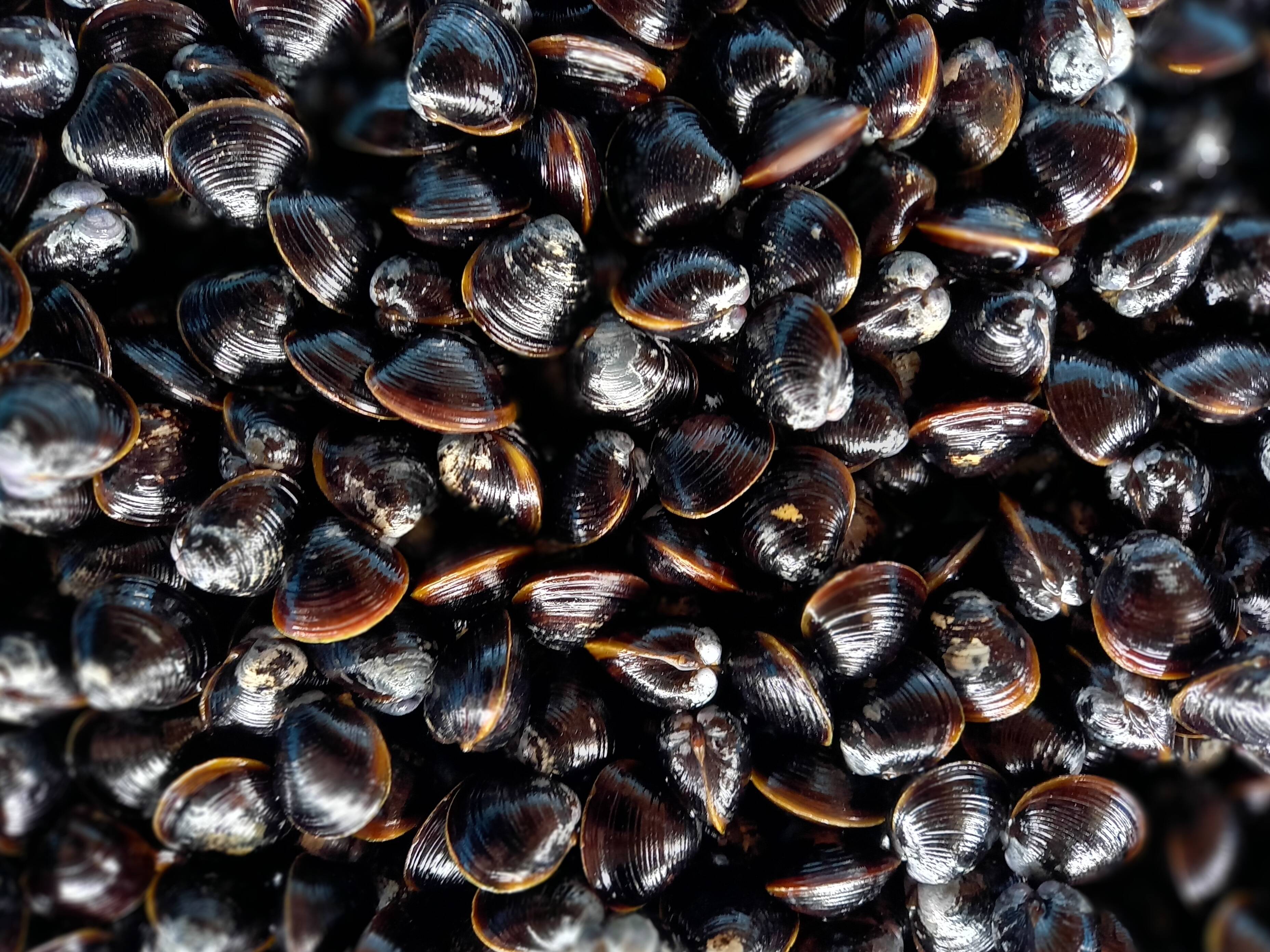 宍道湖産しじみ 生鮮 L1kg砂抜済 島根県産 食べチョク 農家 漁師の産直ネット通販 旬の食材を生産者直送