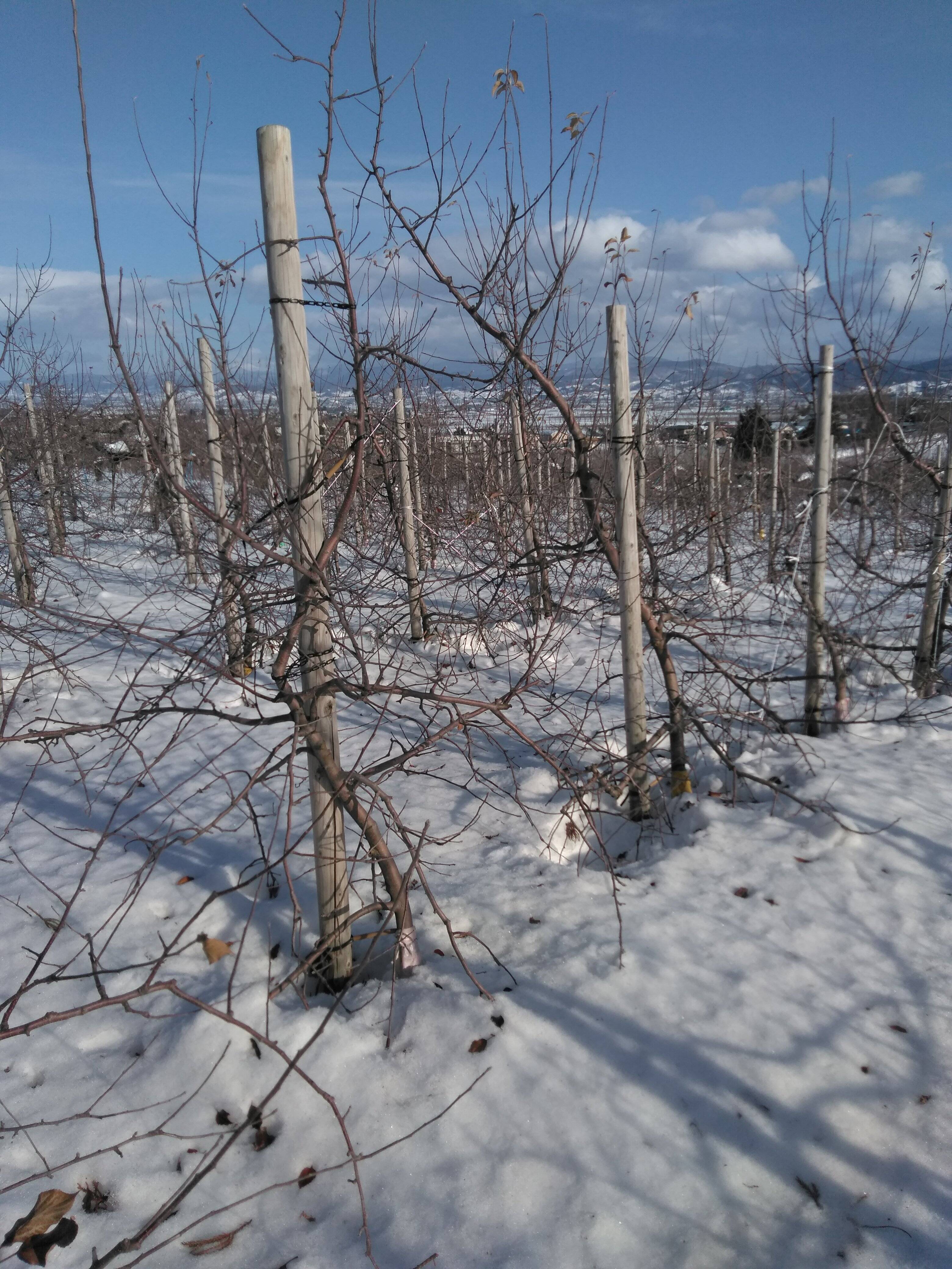 工藤りんご園へのレビュー・商品：青森県｜食べチョク｜産地直送(産直
