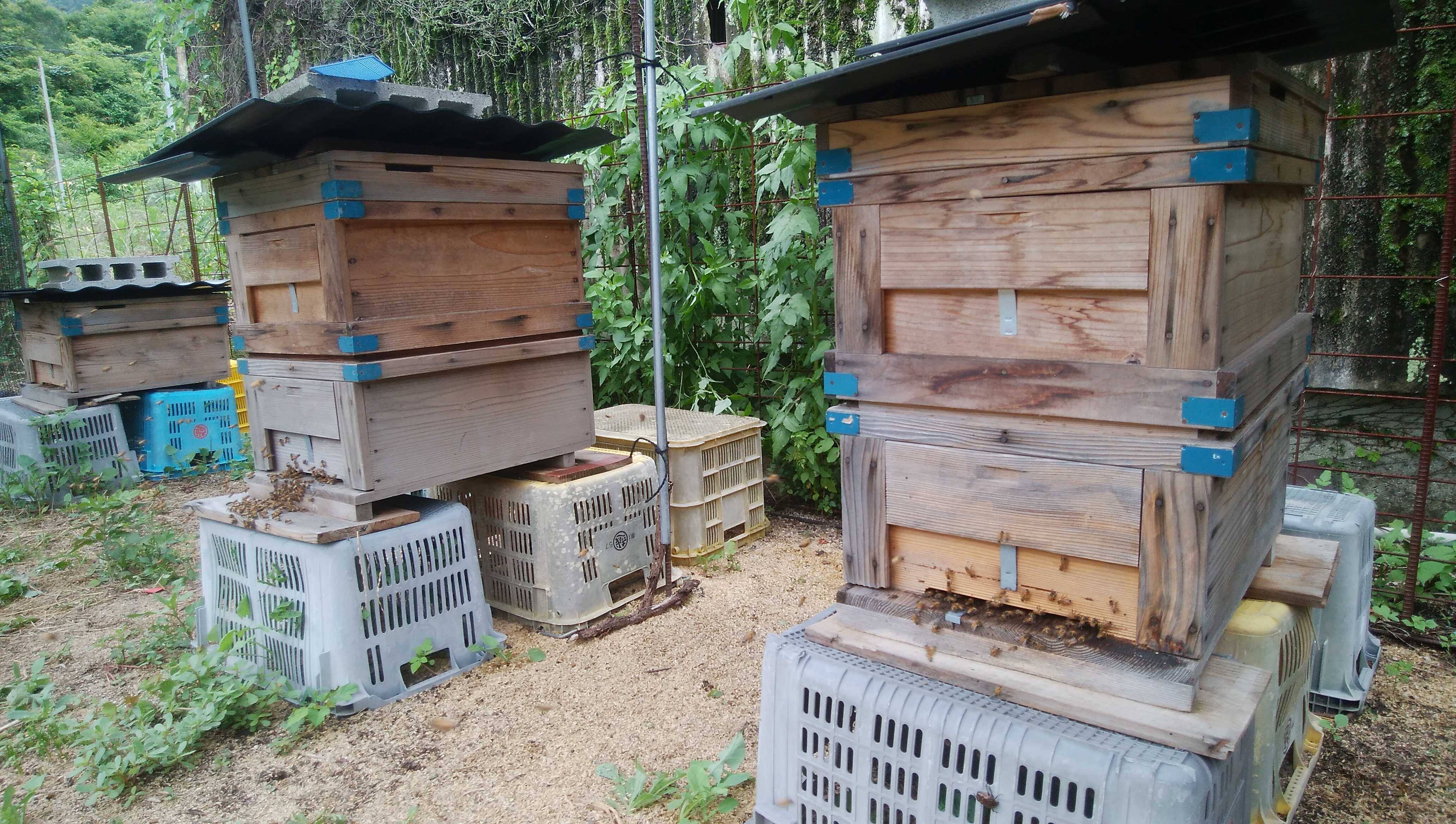 セイヨウミツバチの巣箱の上に寒冷紗を張りました｜食べチョク｜産地