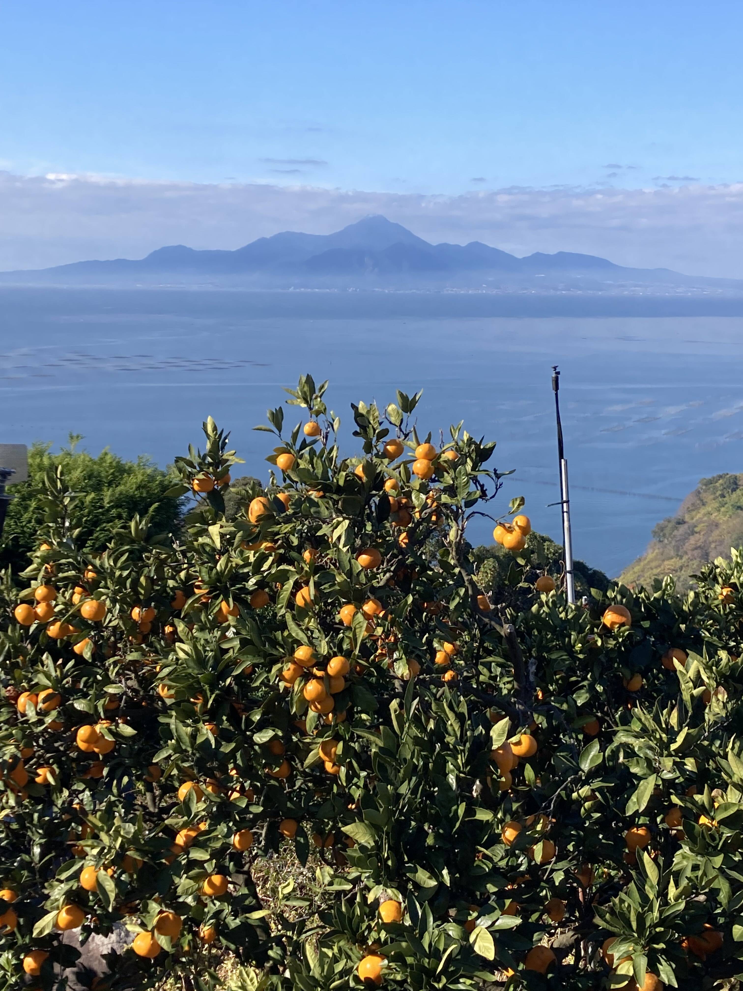 食べたらやみつき！【絶品】 糖度15度以上『興津早生みかん』 5kg