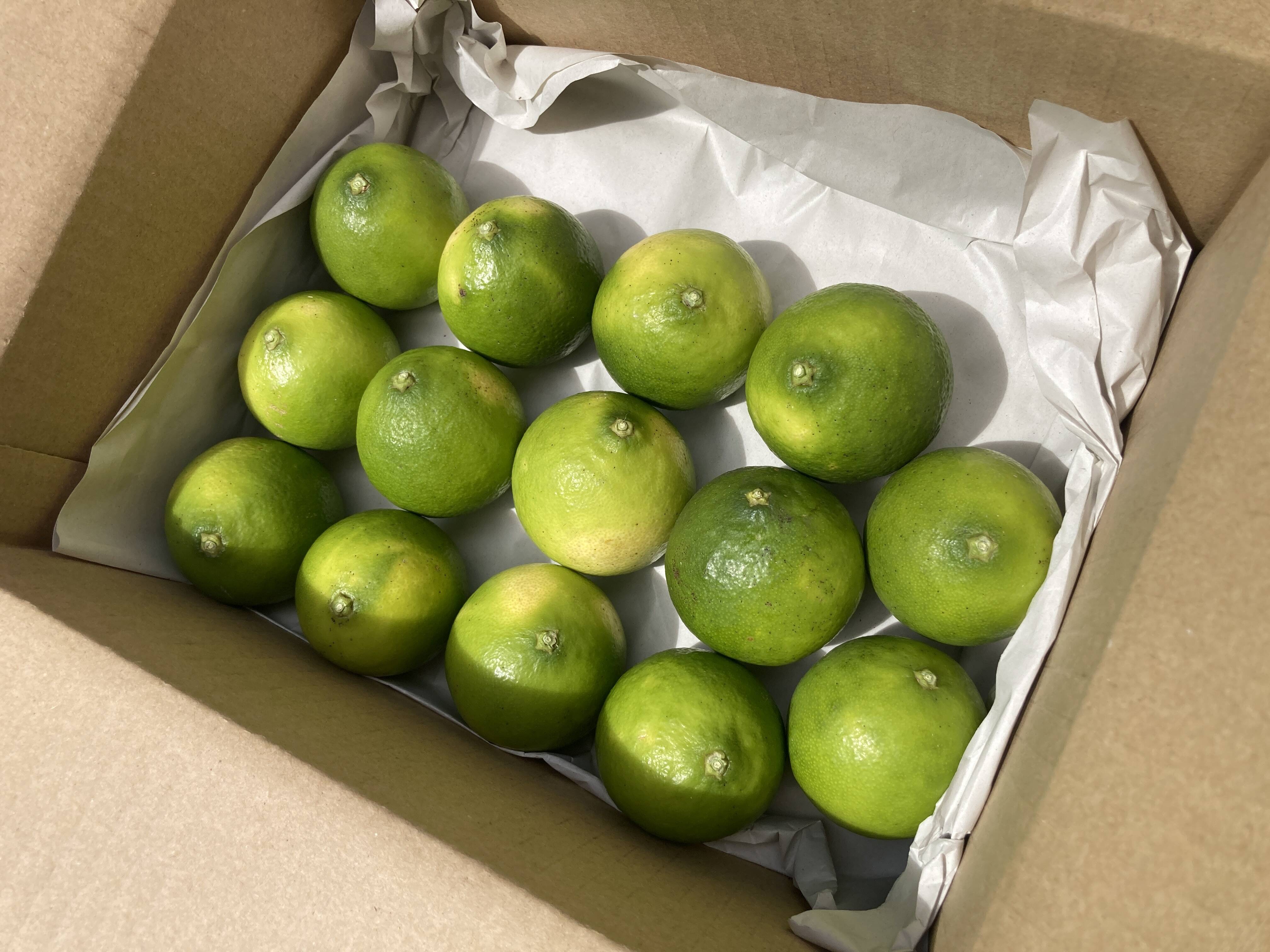 栽培期間中農薬不使用『広島県産ライム 1kg（14個前後）』：広島県産の
