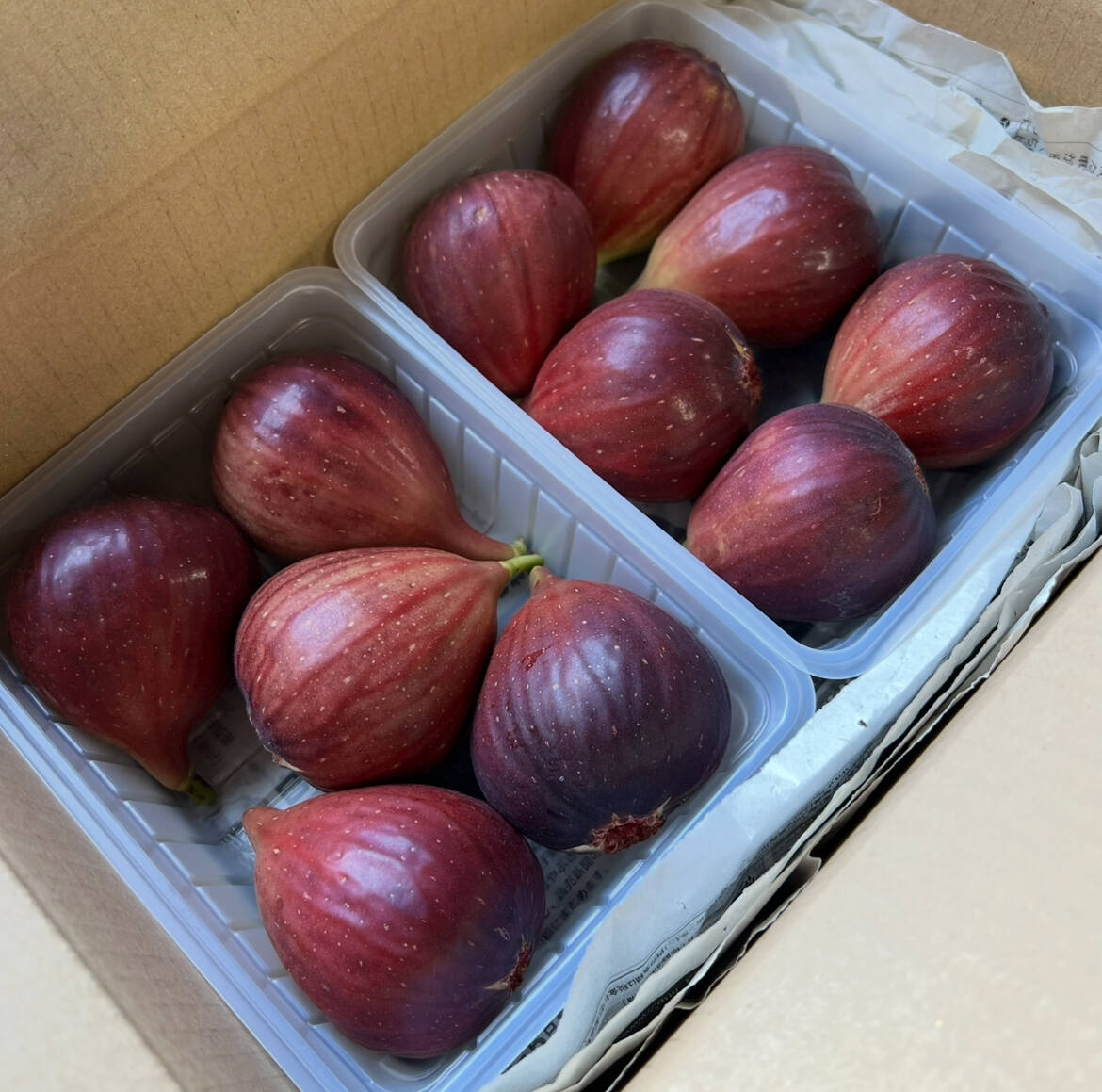 いちじく【2パック】：和歌山県産の桝井ドーフィン｜食べチョク｜産地