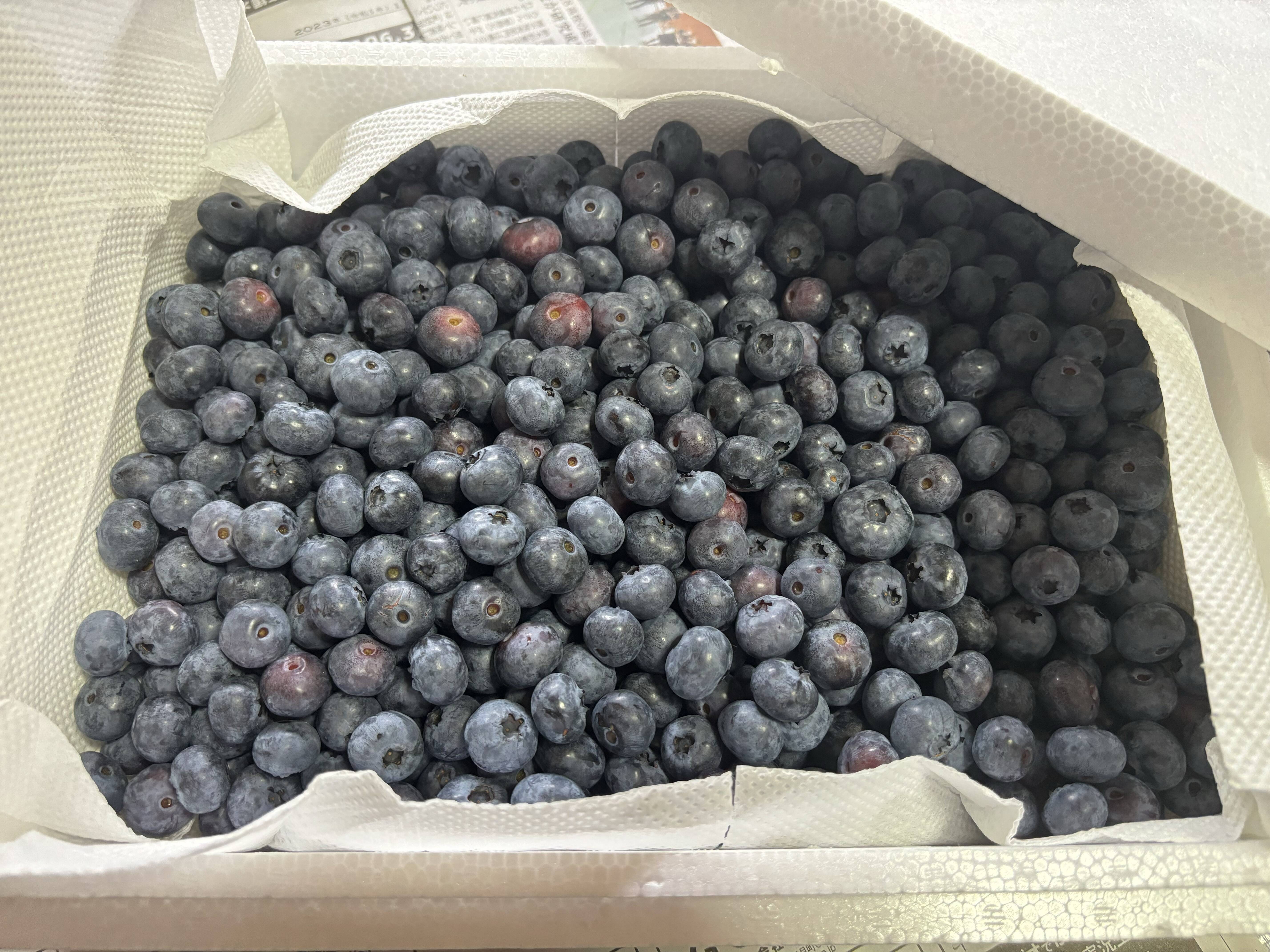 新鮮！】朝摘みブルーベリーを夕方配送！2kg（まとめ売り）：福島県産