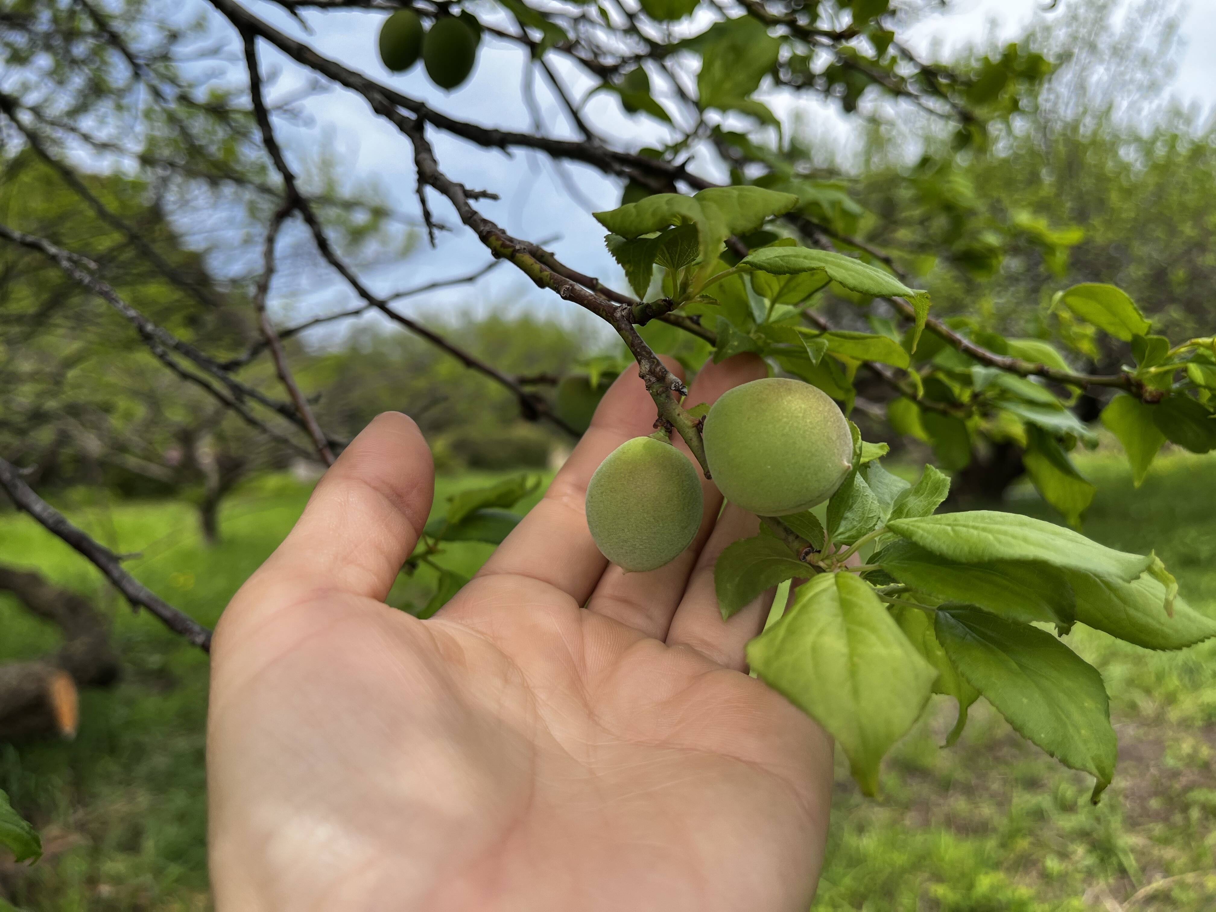 青梅】自然栽培 農薬不使用の安心梅！サイズ混合3kg：群馬県産の白加賀