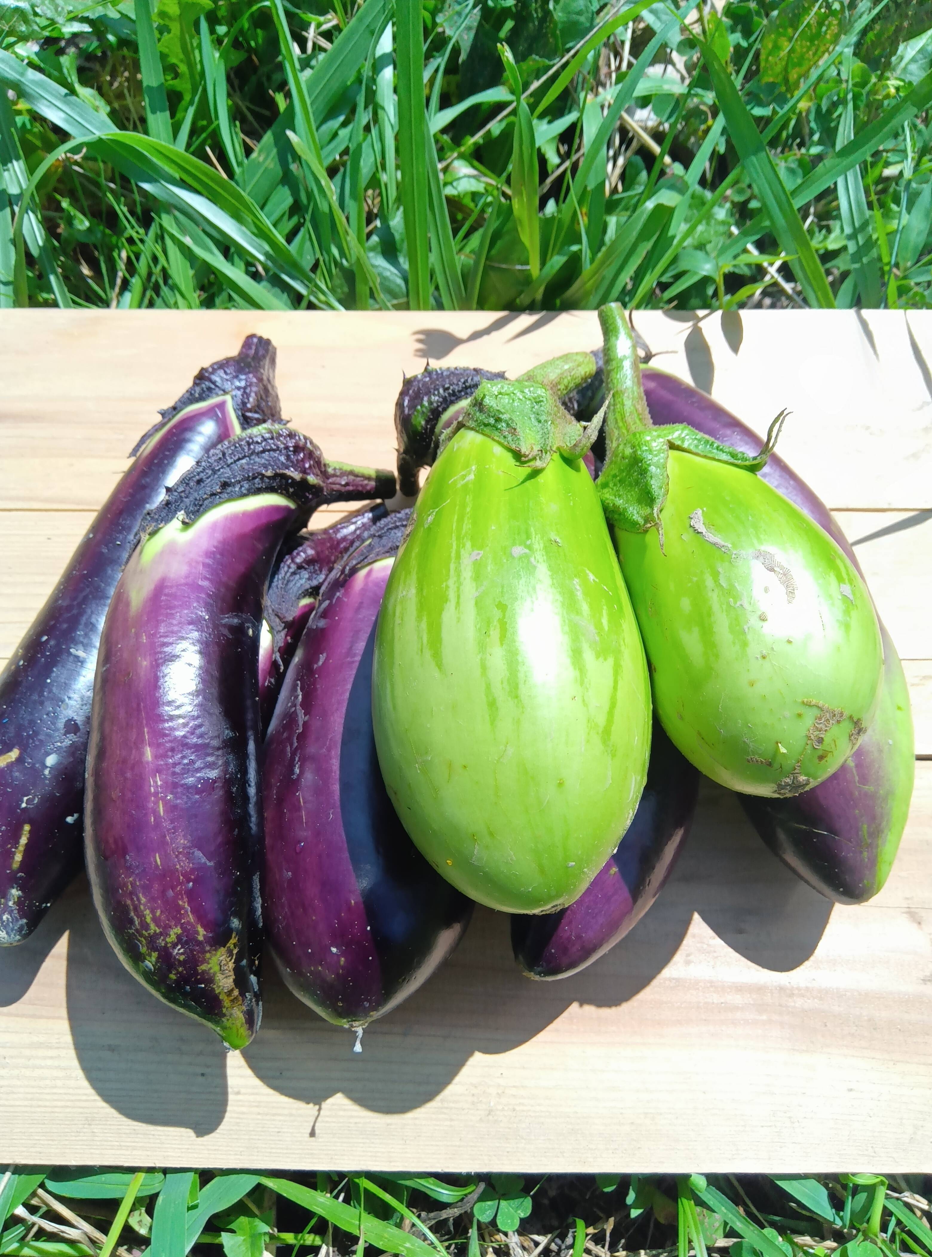 なす 肥料農薬不使用、自家採種：和歌山県産の野菜｜食べチョク｜産地
