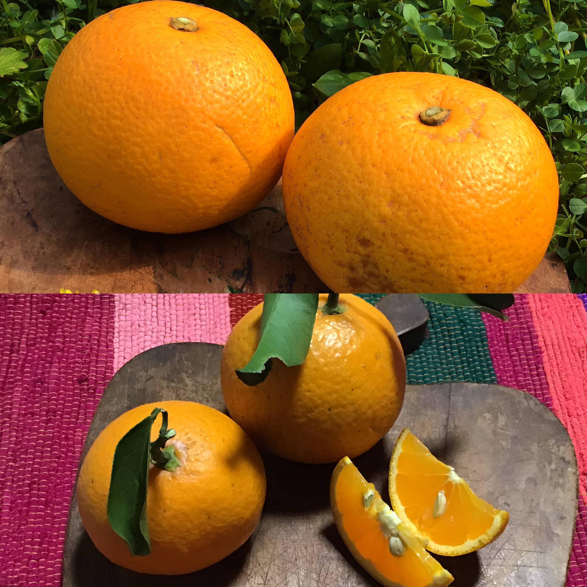 採れたてお届け！清見オレンジ1kg&爽やか八朔1kgセット【農薬不使用