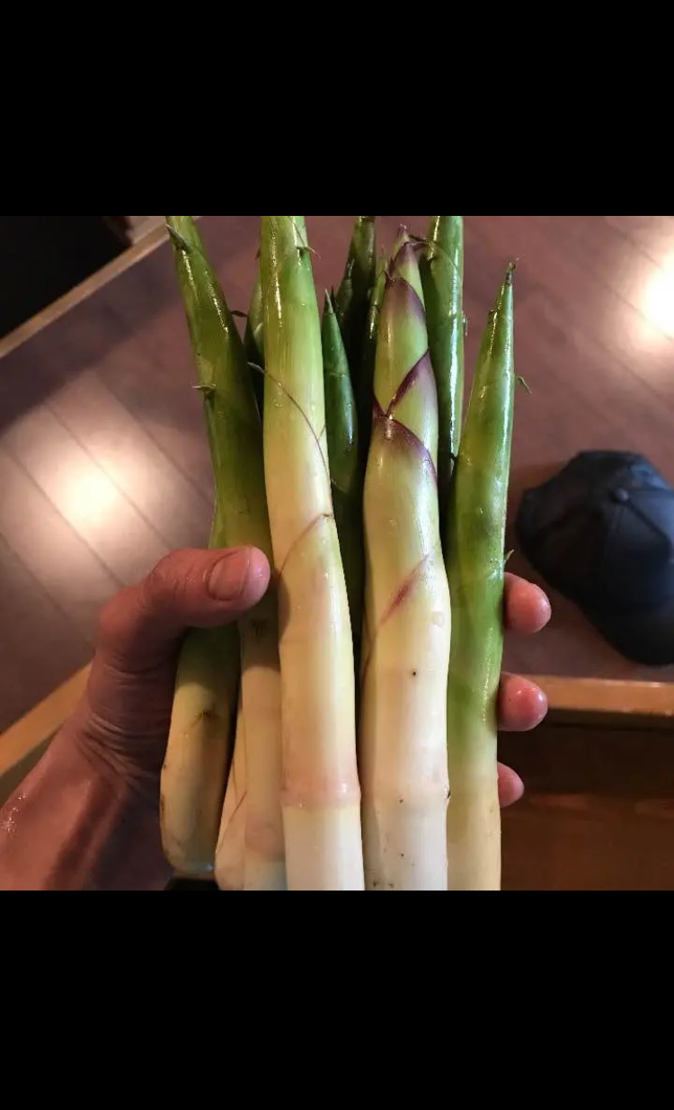 標高800mの山菜 終了間近 予約受付中 極上北海道産の天然根曲りたけのこ3kg 北海道産 食べチョク 農家 漁師の産直ネット通販 旬の食材を生産者直送