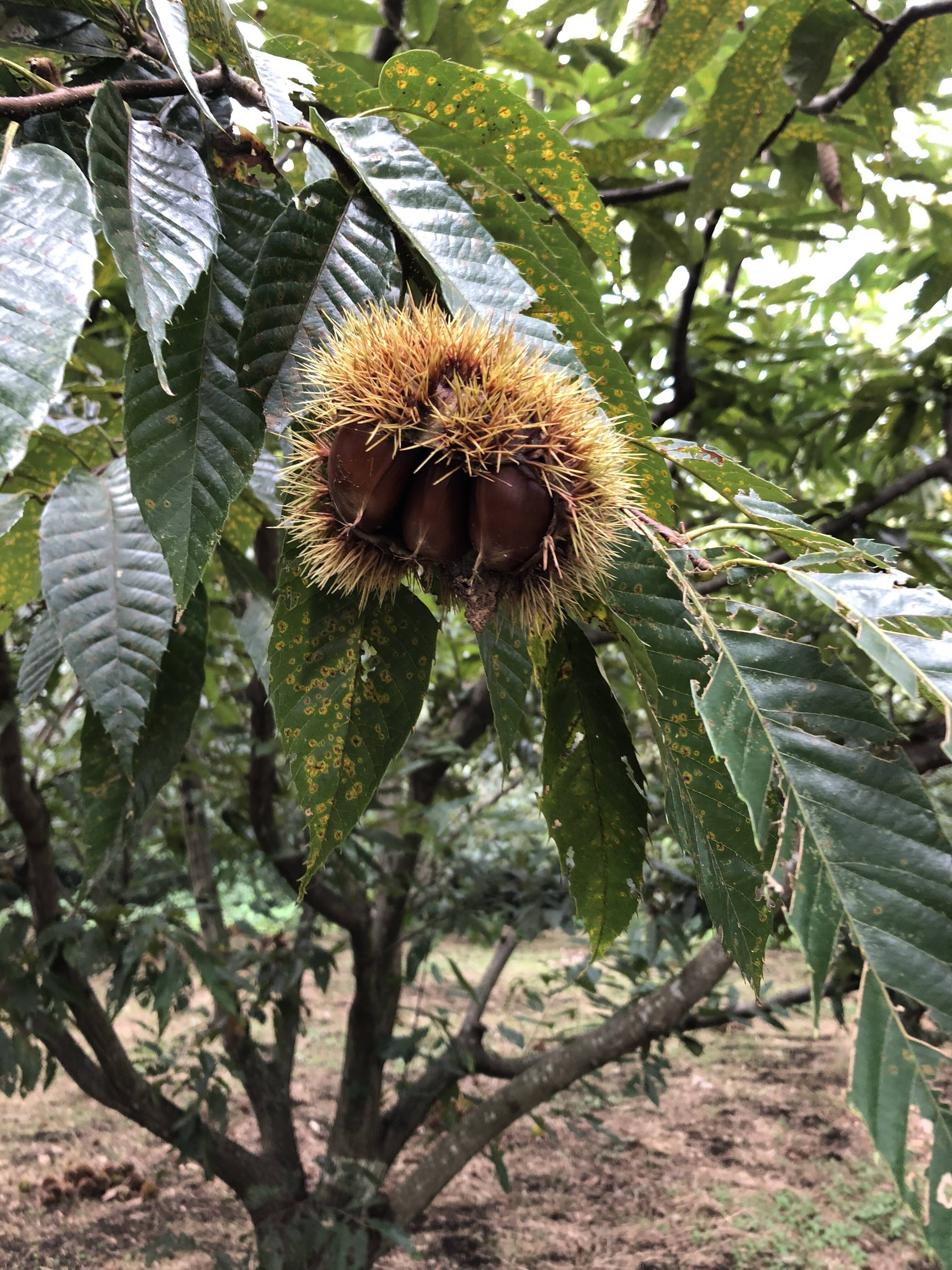 くまもと県阿蘇産 栗 サイズ特大（10キロ）：熊本県産のその他