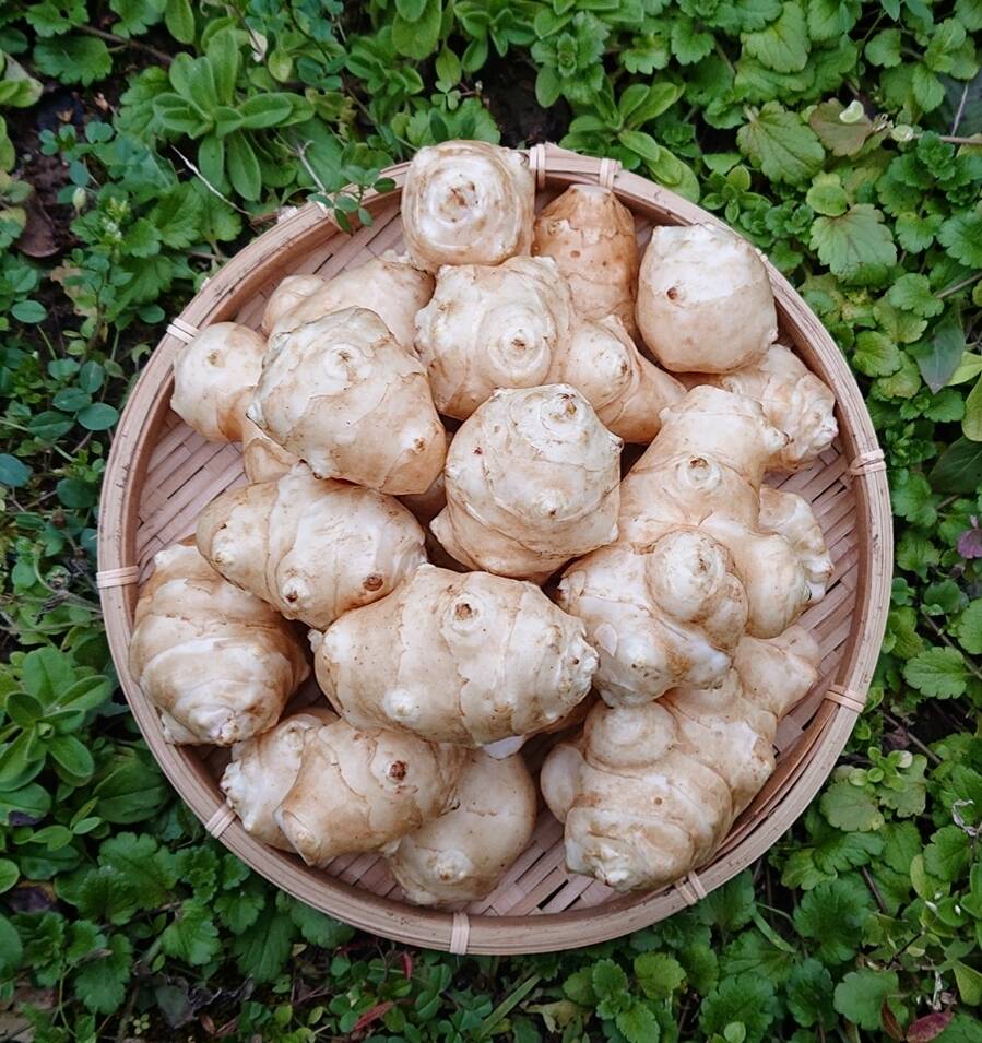 1kg】菊芋 洗浄済みで便利！農薬・肥料不使用 キクイモ：宮城県産の