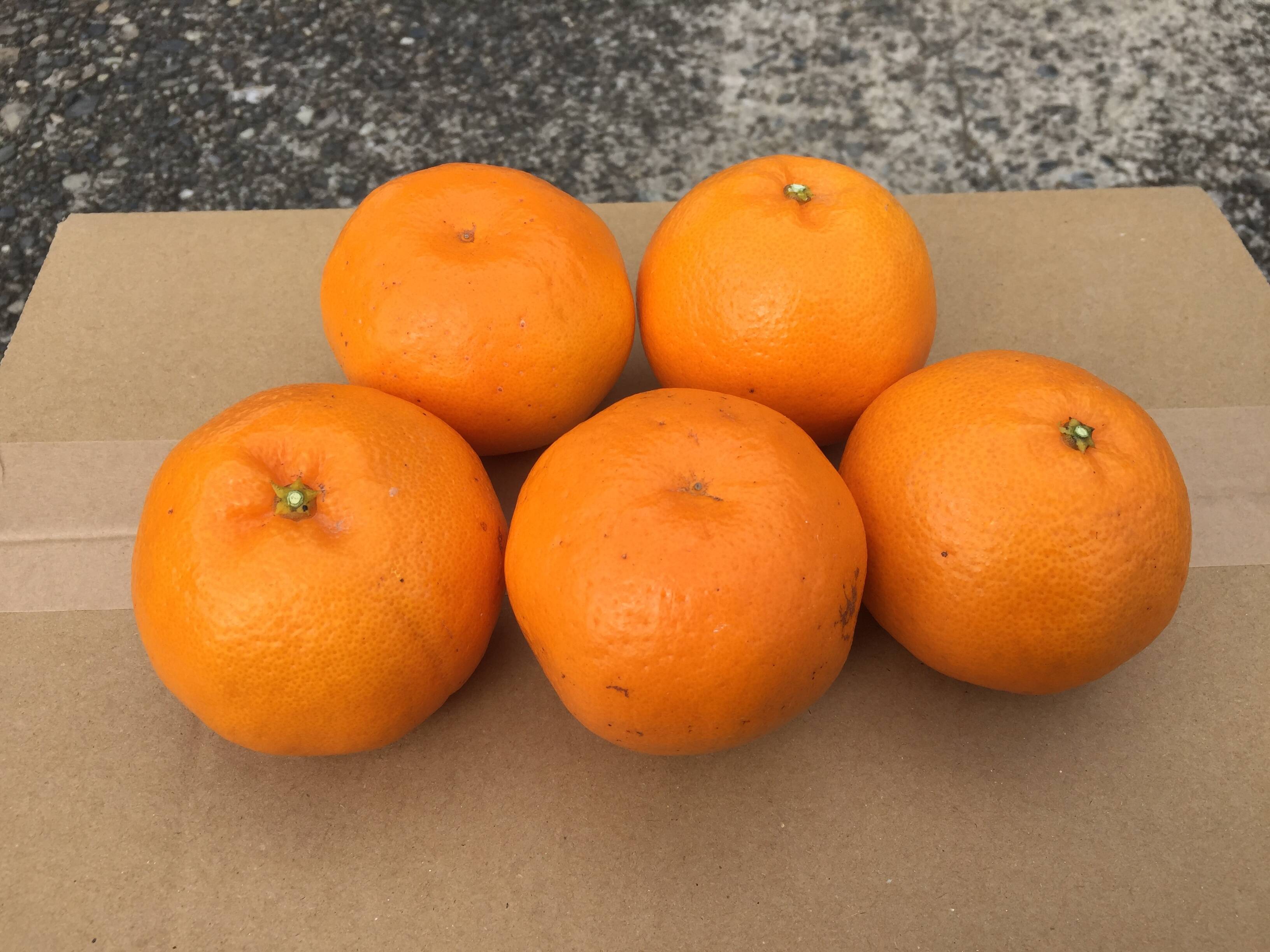 ジューシーかつ濃厚なはるみ（約10kg）：三重県産のみかん・柑橘類
