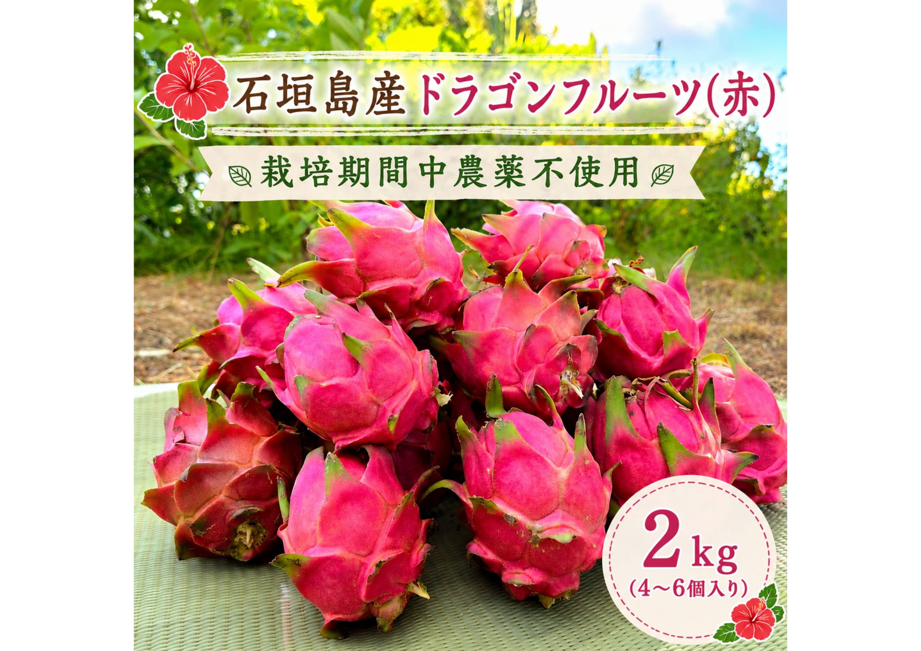石垣島産☆『ドラゴンフルーツ(赤)』栽培期間中農薬不使用 2kg：沖縄県