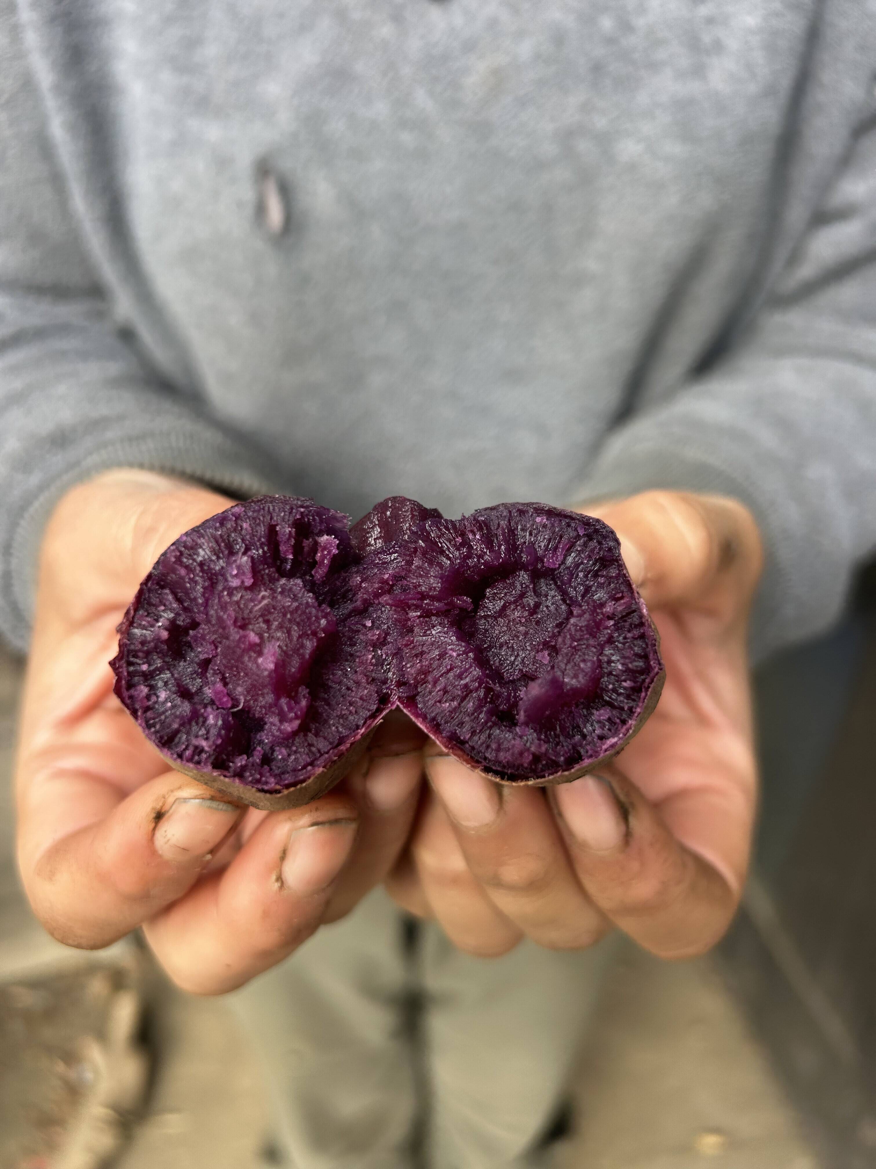 オーガニックさつまいも【紫芋の中で最高糖度】（3kg）ふくむらさき