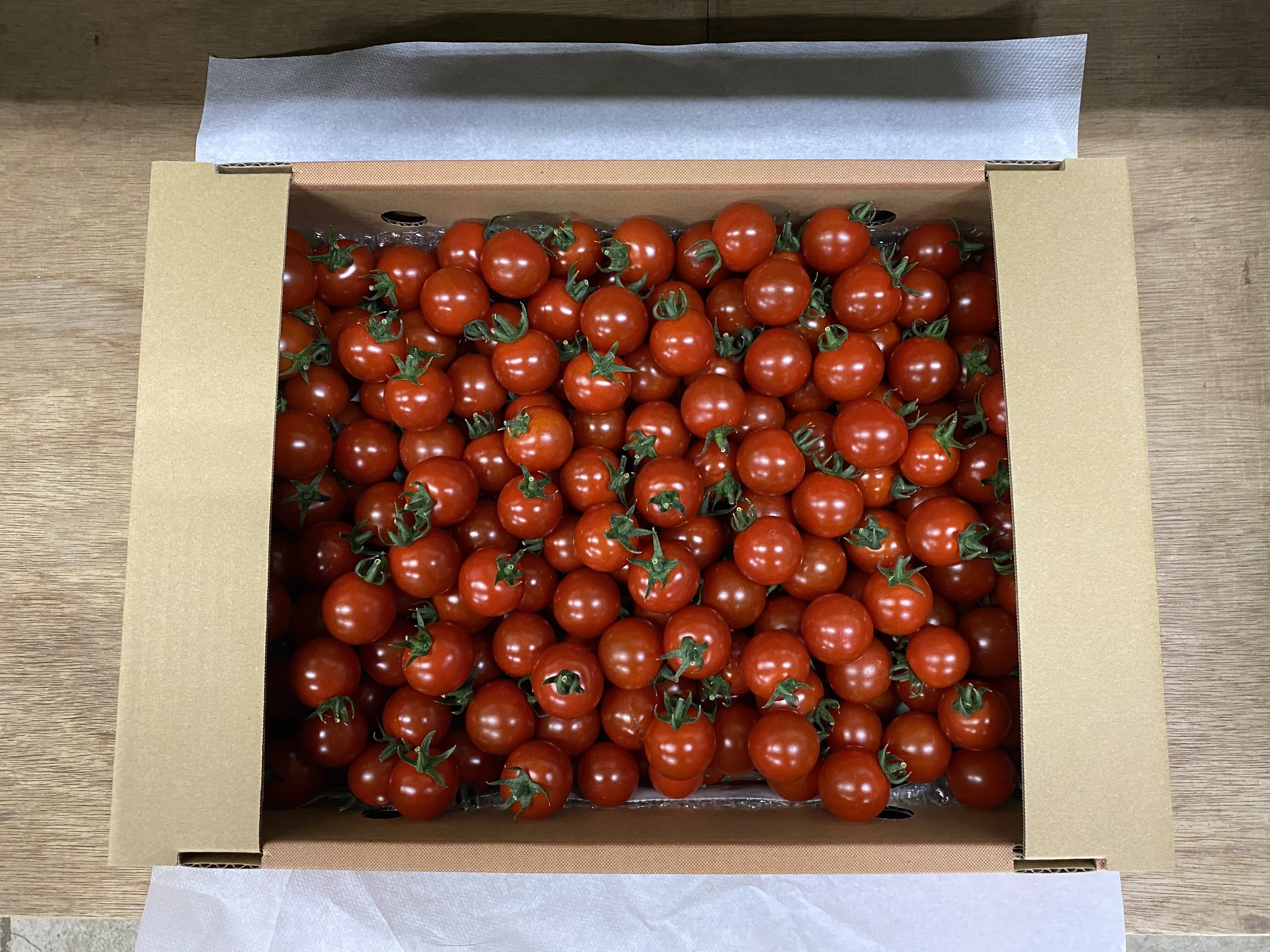 サトキキ] 様 専用です。アンジエレミニトマト 箱込み3キロ入り×2箱 - 野菜