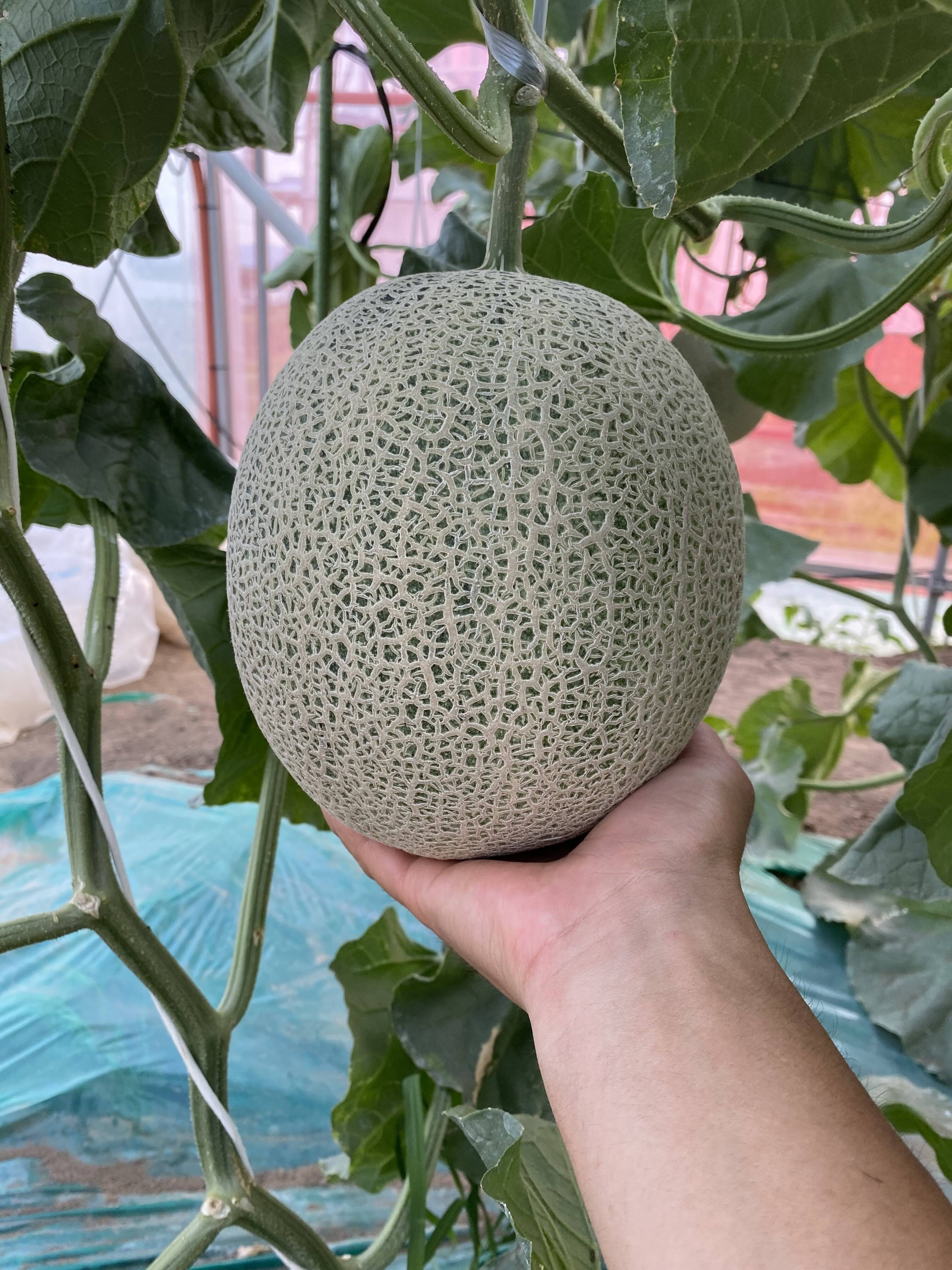砂丘地で栽培された甘くてジューシーなアンデスメロン 2L〜5L 2