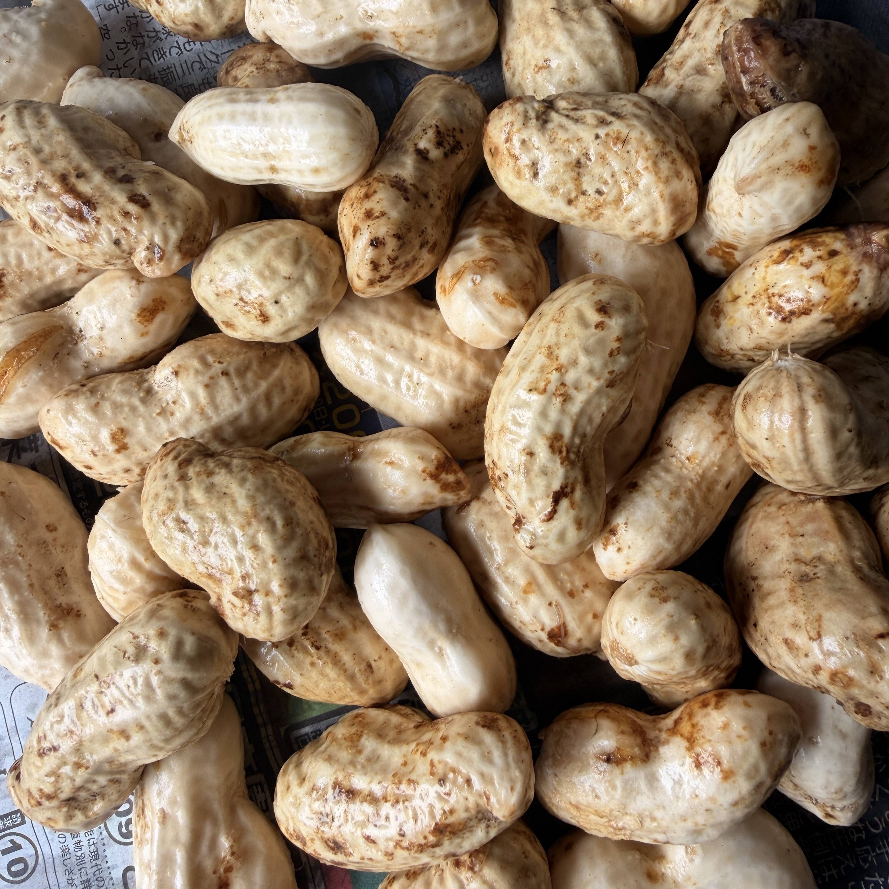 採れたて発送』鮮度が命！ 生落花生1kg：愛知県産のおおまさり｜食べ