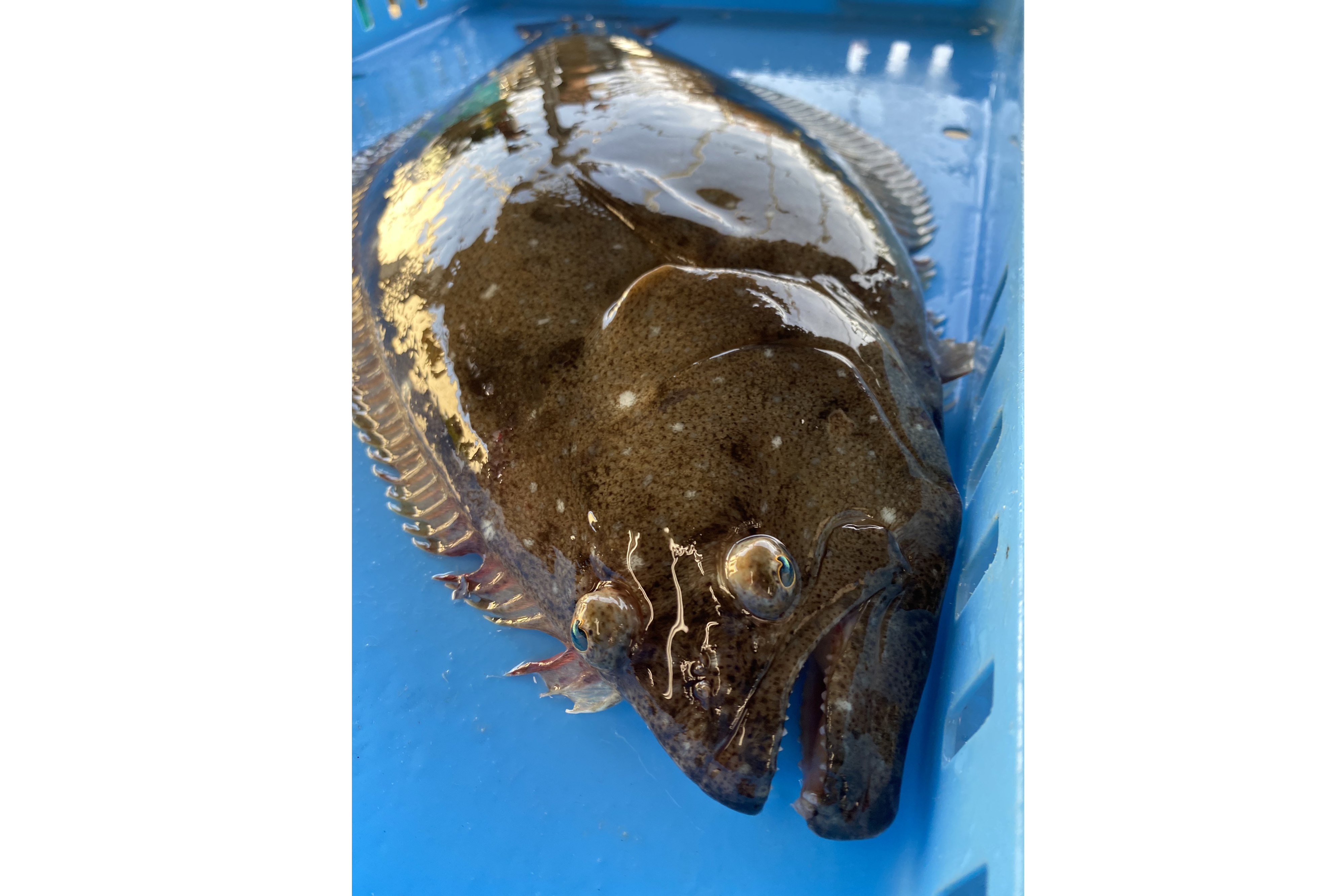 大きめサイズ！ 活け〆ヒラメ 2kg位／1尾 (1.8〜2.3kg 位)：千葉県産の 