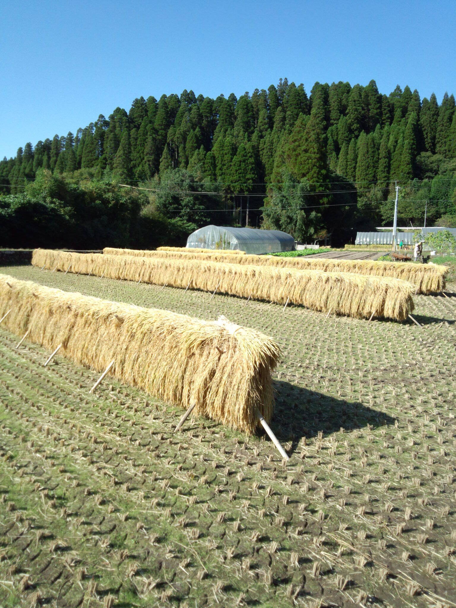 井野農菜園の紹介 熊本県 食べチョク 農家 漁師の産直ネット通販 旬の食材を生産者直送