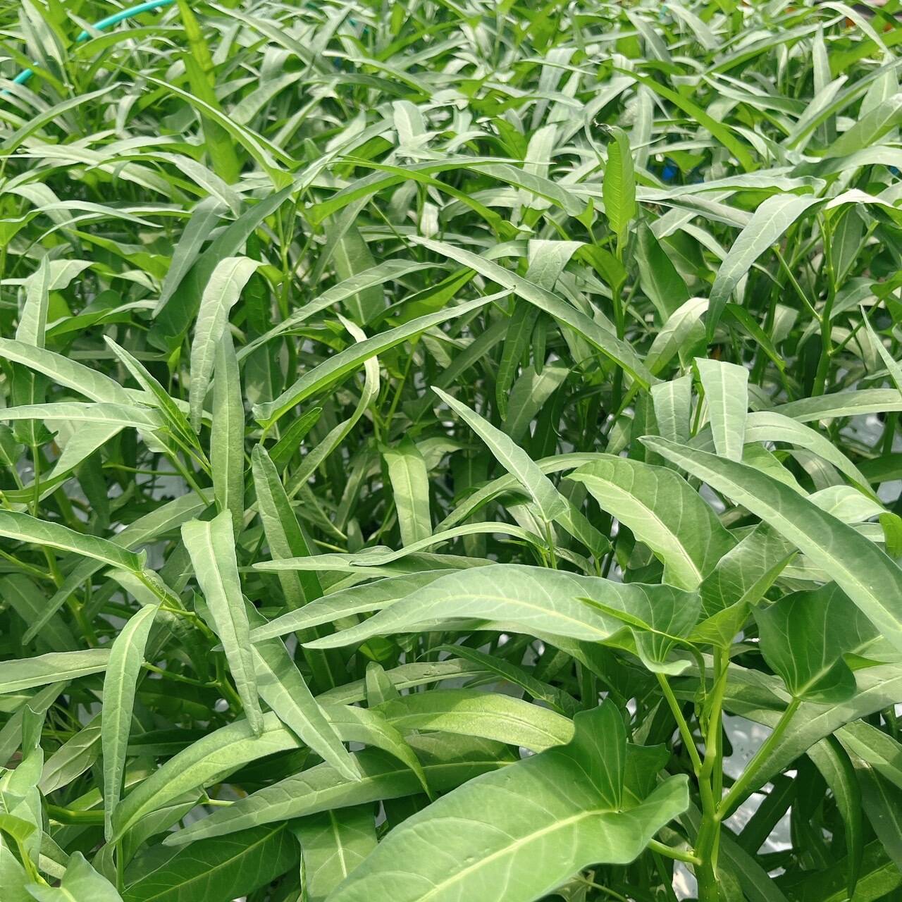空芯菜の種　野菜 エンサイの種　1キロ　　無農薬 Amazon.co.jp: 種 野菜たね 世界の野菜 エンサイ （空芯菜R） 1
