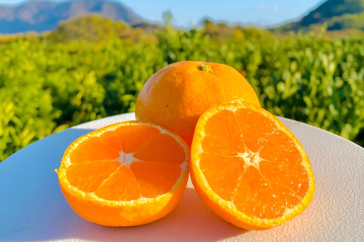 早生温州みかん 10キロ箱 愛媛県・大三島産 ご家庭用S〜L混合：愛媛県