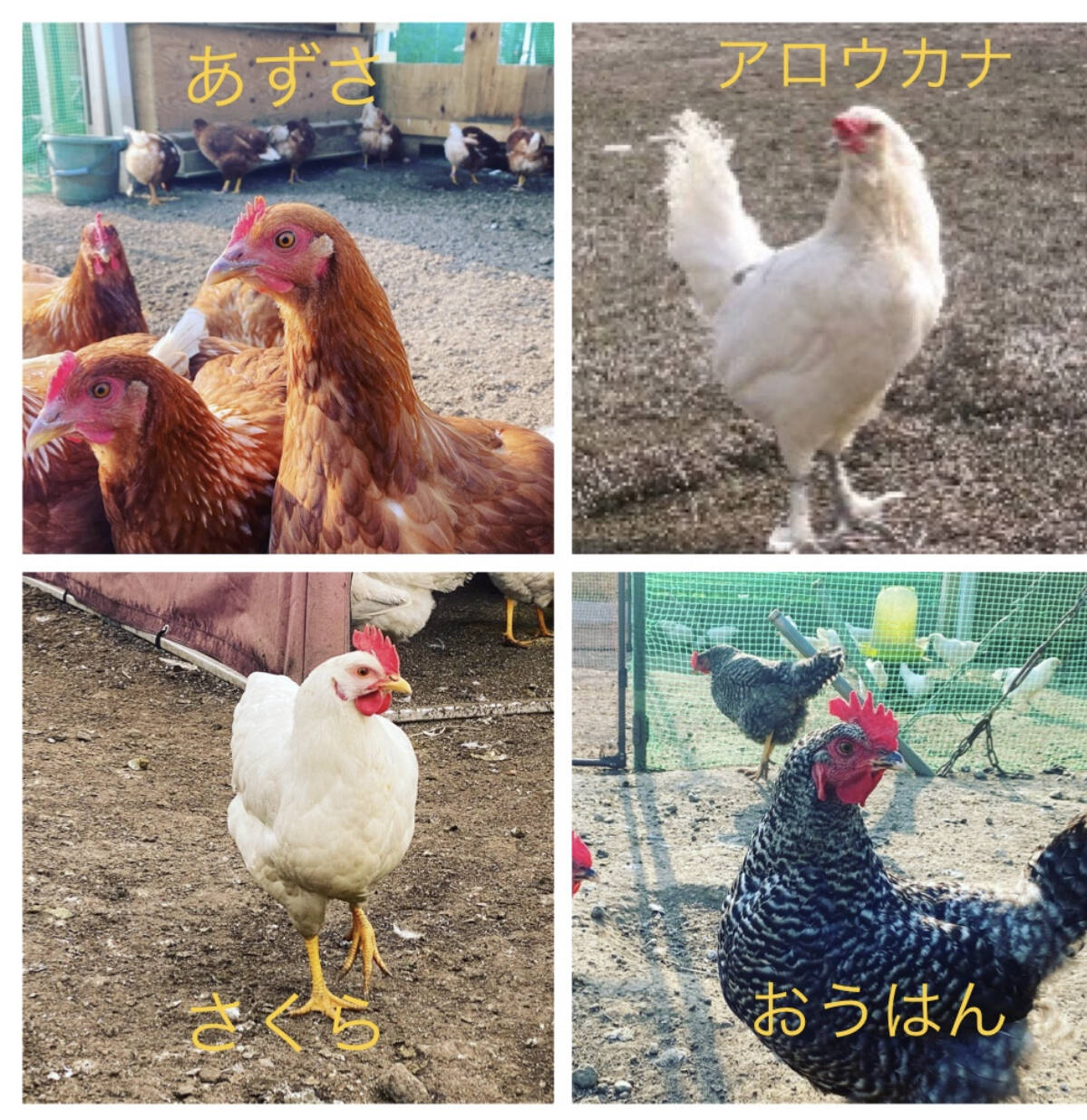 返品不可】 幸せな鶏たちの産みたて卵20個 平飼い放し飼い 抗生物質など薬剤投与一切なし