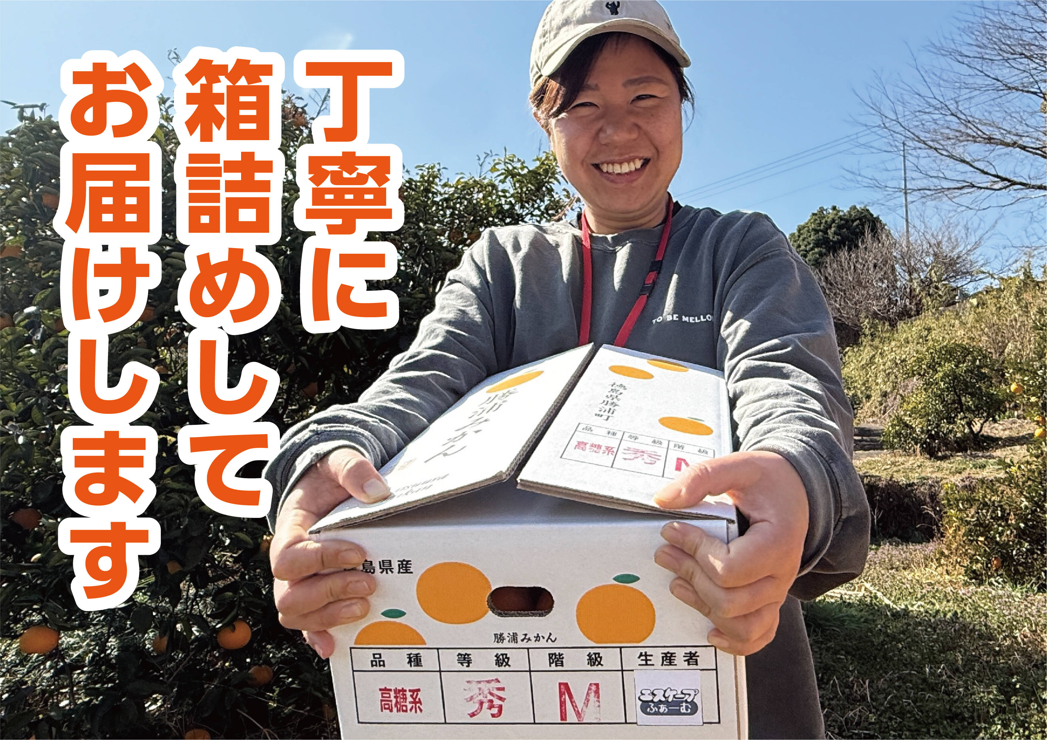 勝浦産 貯蔵みかん（赤秀）5kg｜徳島県勝浦町：徳島県産の古田｜食べ