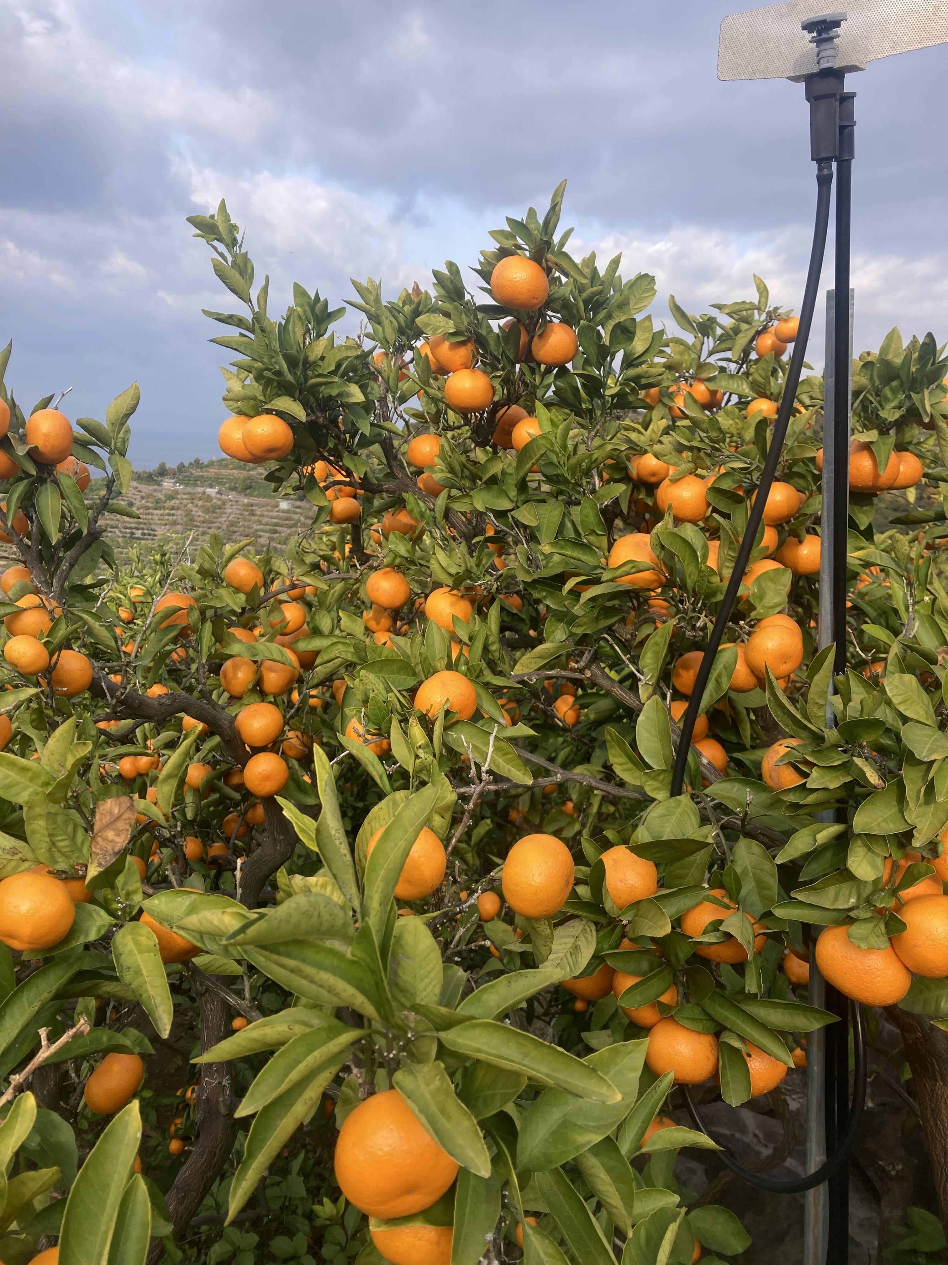 柑橘食べ比べ】糖度16度以上 興津早生・尾崎温州 3kg：熊本県産の