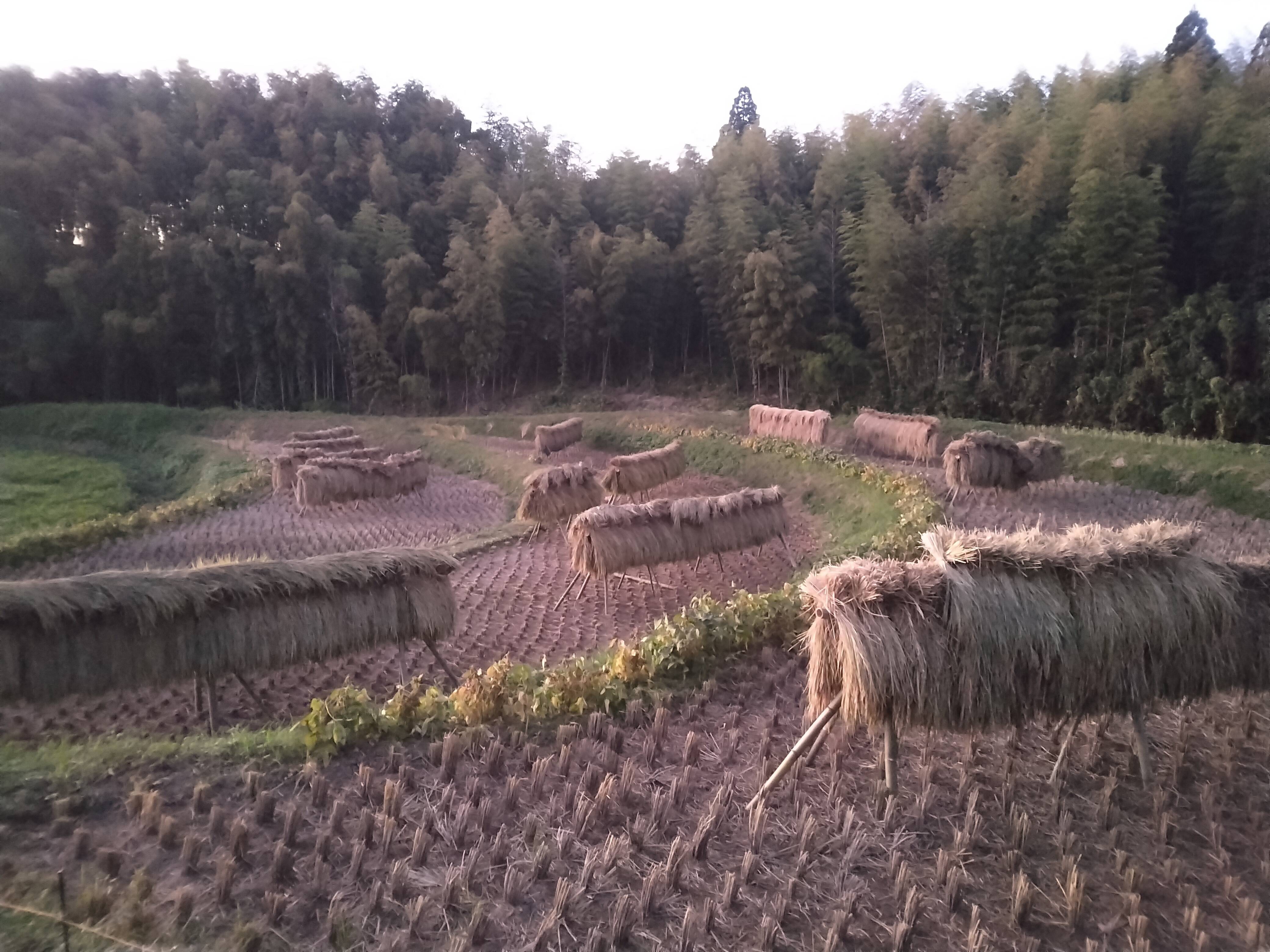 令和7年新米🌾旭1号🌾玄米10kg 自然栽培 熊本県菊池産：熊本県産のお米