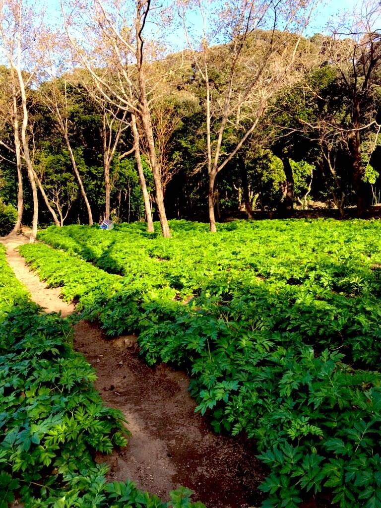 みやけじまファームの紹介 東京都 食べチョク 農家 漁師の産直ネット通販 旬の食材を生産者直送