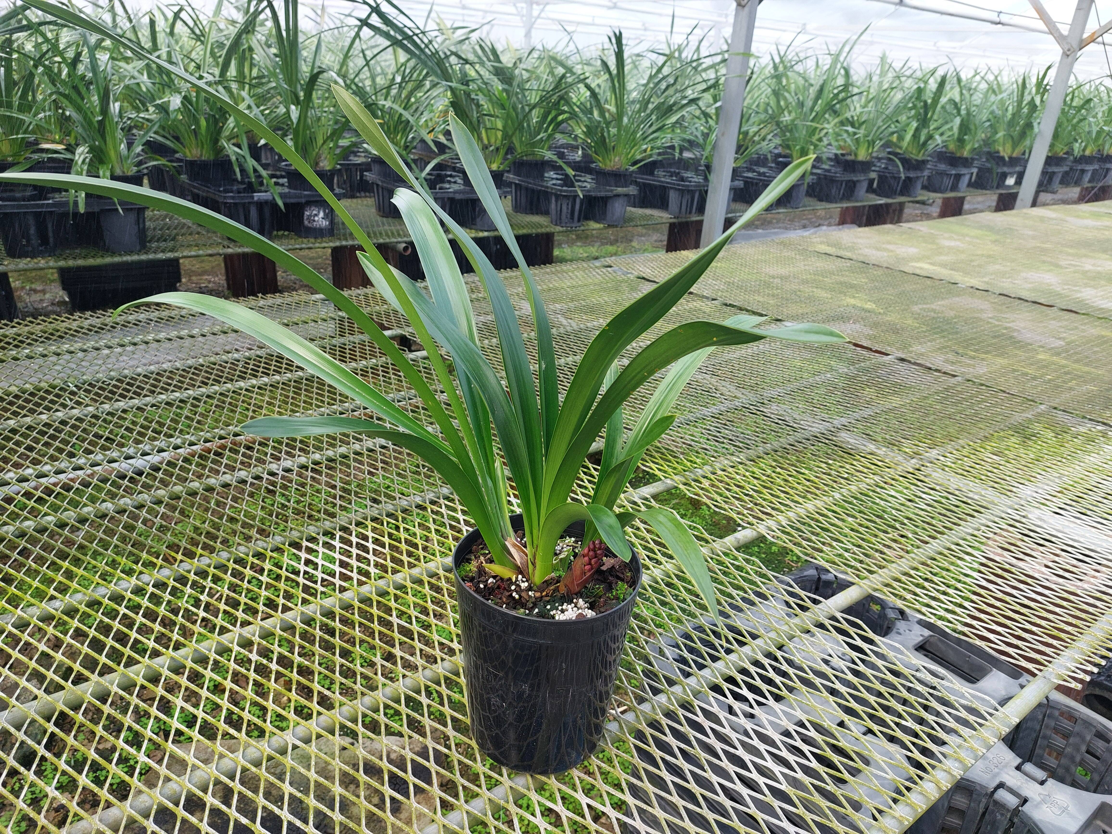 花芽付きシンビジウム】ハチさんを誘引する蘭〝フォアゴットンフルーツ