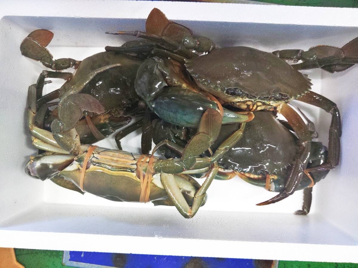 １個だけ限定商品】高級🦀ノコギリガザミ ドウマンガニ のこぎりがざみ 急速冷凍品 約2.37kg オス４杯 冷凍蟹 冷凍カニ かに 宮城県松島湾産  C：宮城県産のその他カニ｜食べチョク｜産地直送(産直)お取り寄せ通販 - 農家・漁師から旬の食材を直送