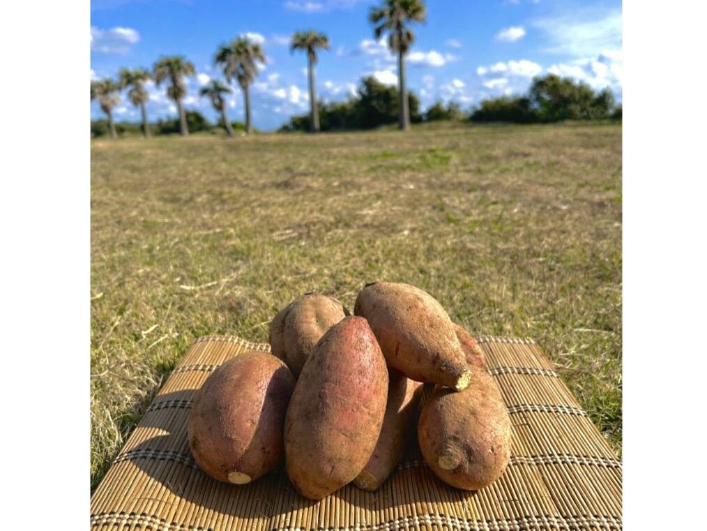 種子島産 安納芋 Mサイズ 3kg｜甘くて濃厚🍠｜aimo農園直送：鹿児島県