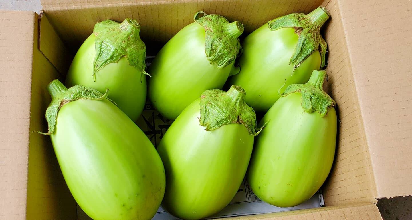 とろける旨さ！とろなす （6個入り/約1.5～2kg前後）：京都府産の野菜 