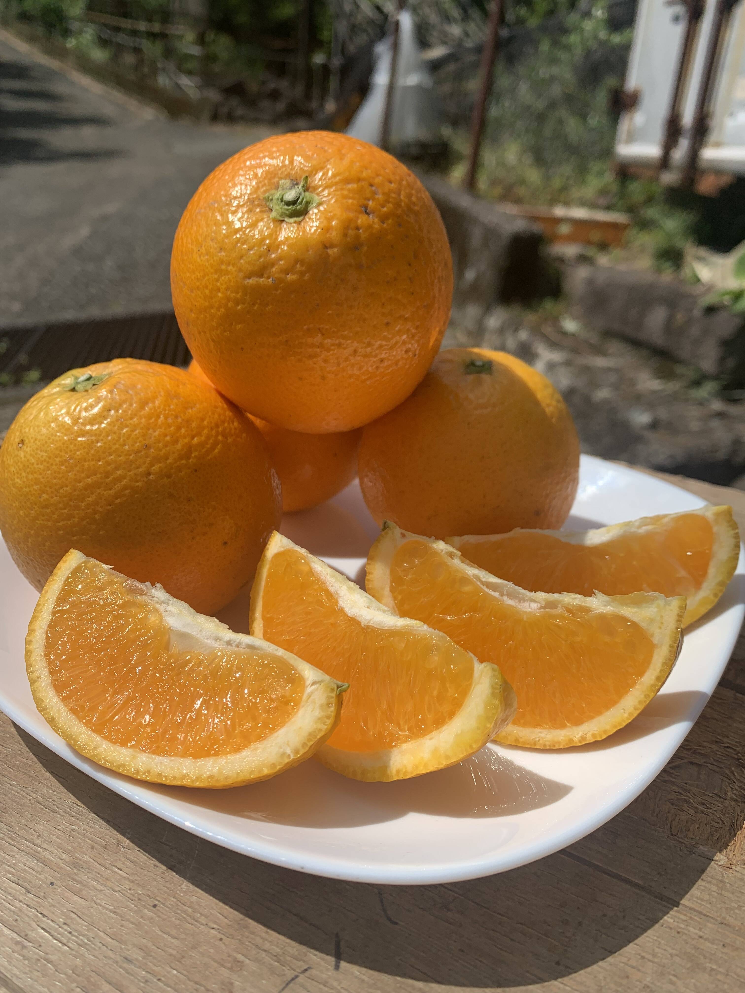 訳あり2箱セット 国産バレンシアオレンジ M-L 4kg x2箱何でも良い方 訳あり2箱セット 国産バレンシアオレンジ M-L 4kg x2箱何でも
