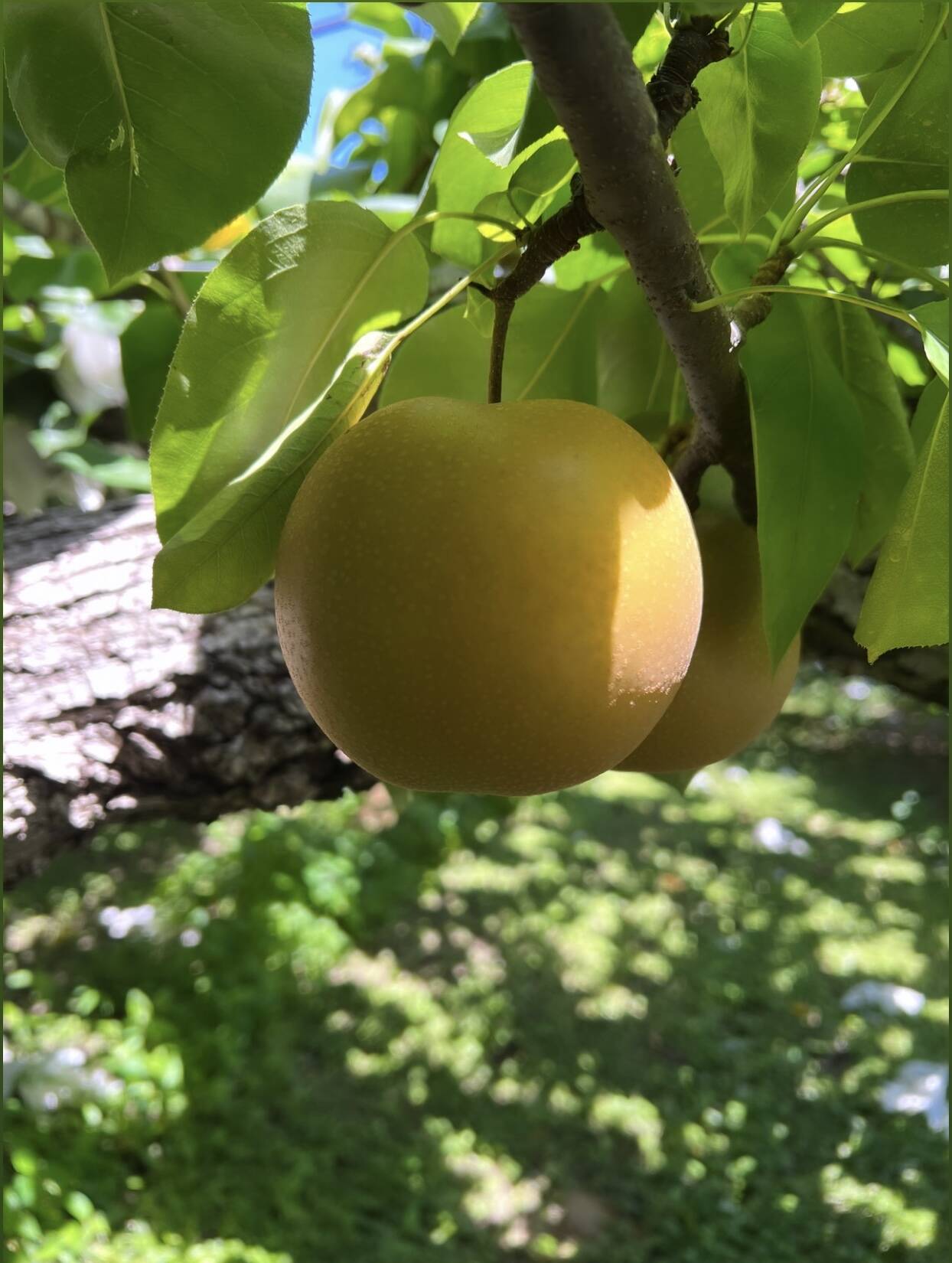 ⭐️熊本特産 荒尾梨【赤秀】秋月(あきづき)梨5kg(少々超えます