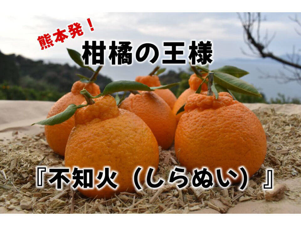 ☆限定破格☆佐賀県産デコポン不知火５〜６玉入箱☆ミカン蜜柑