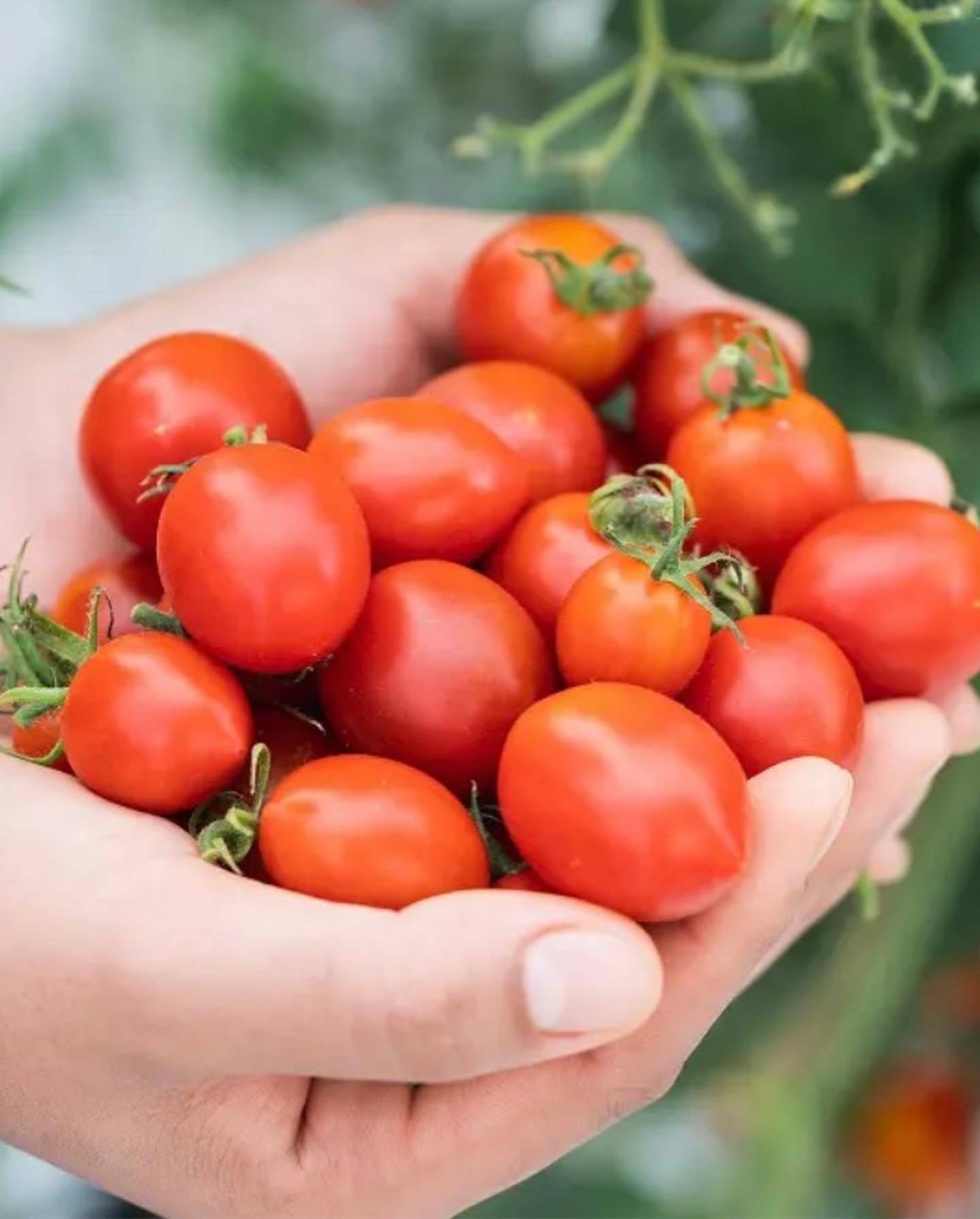 モリヒロ園芸が育てたじょんならんトマト：香川県産のトマト｜食べ