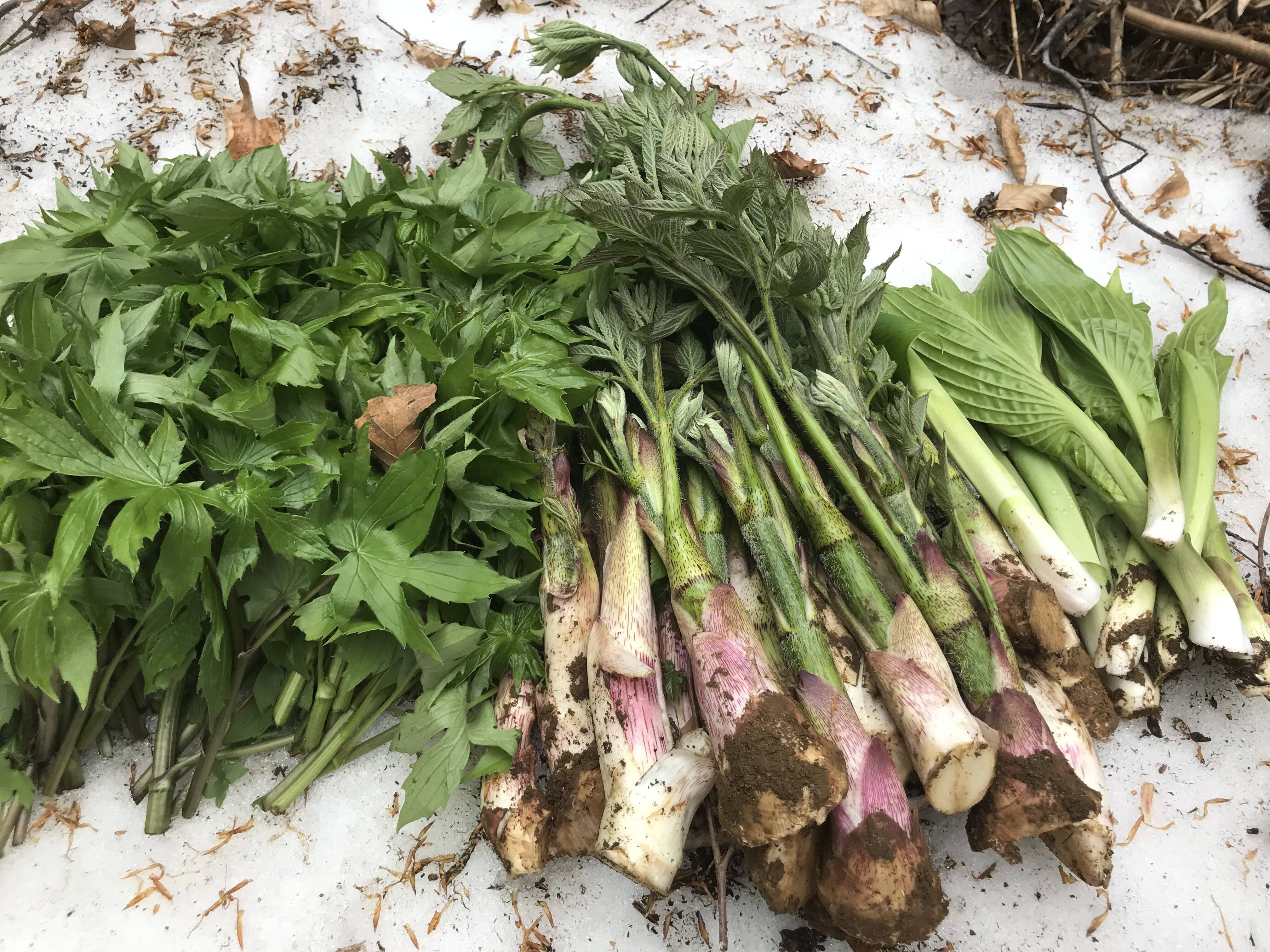 パリッと新鮮な天然山菜の詰め合わせ １ｋｇ 山菜セットで山菜