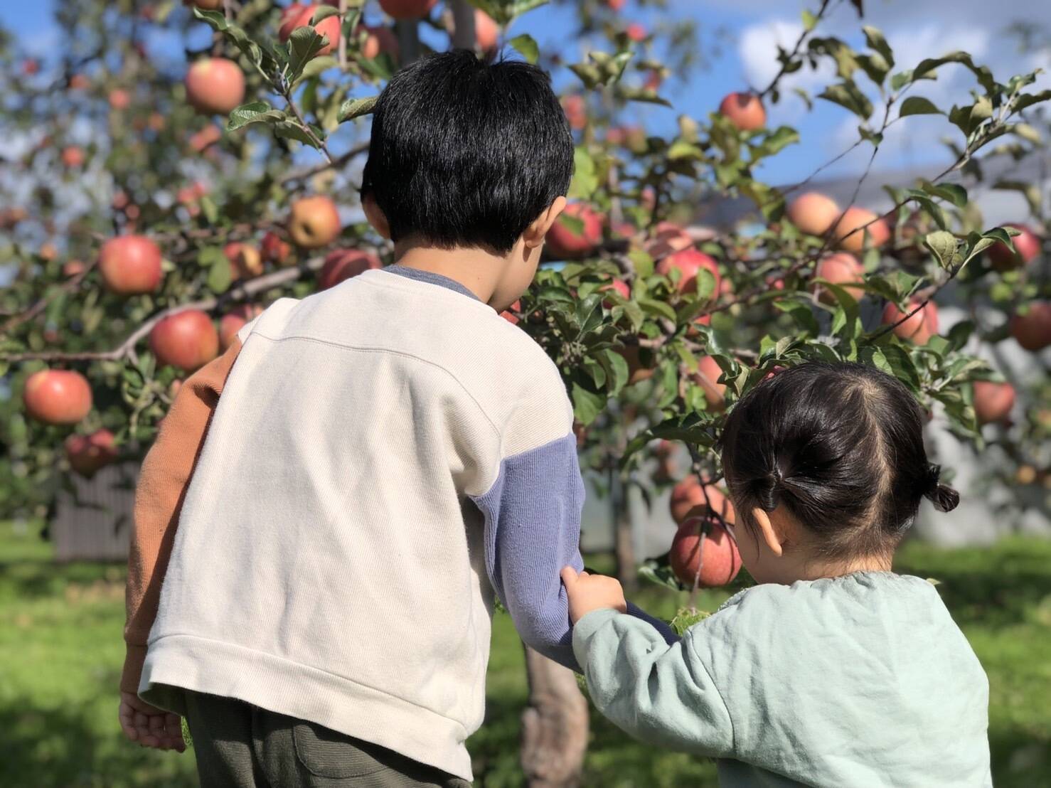 🍎ガブっとまるかじり用！ 小玉りんご 🍎】青森県産樹上完熟サンふじ