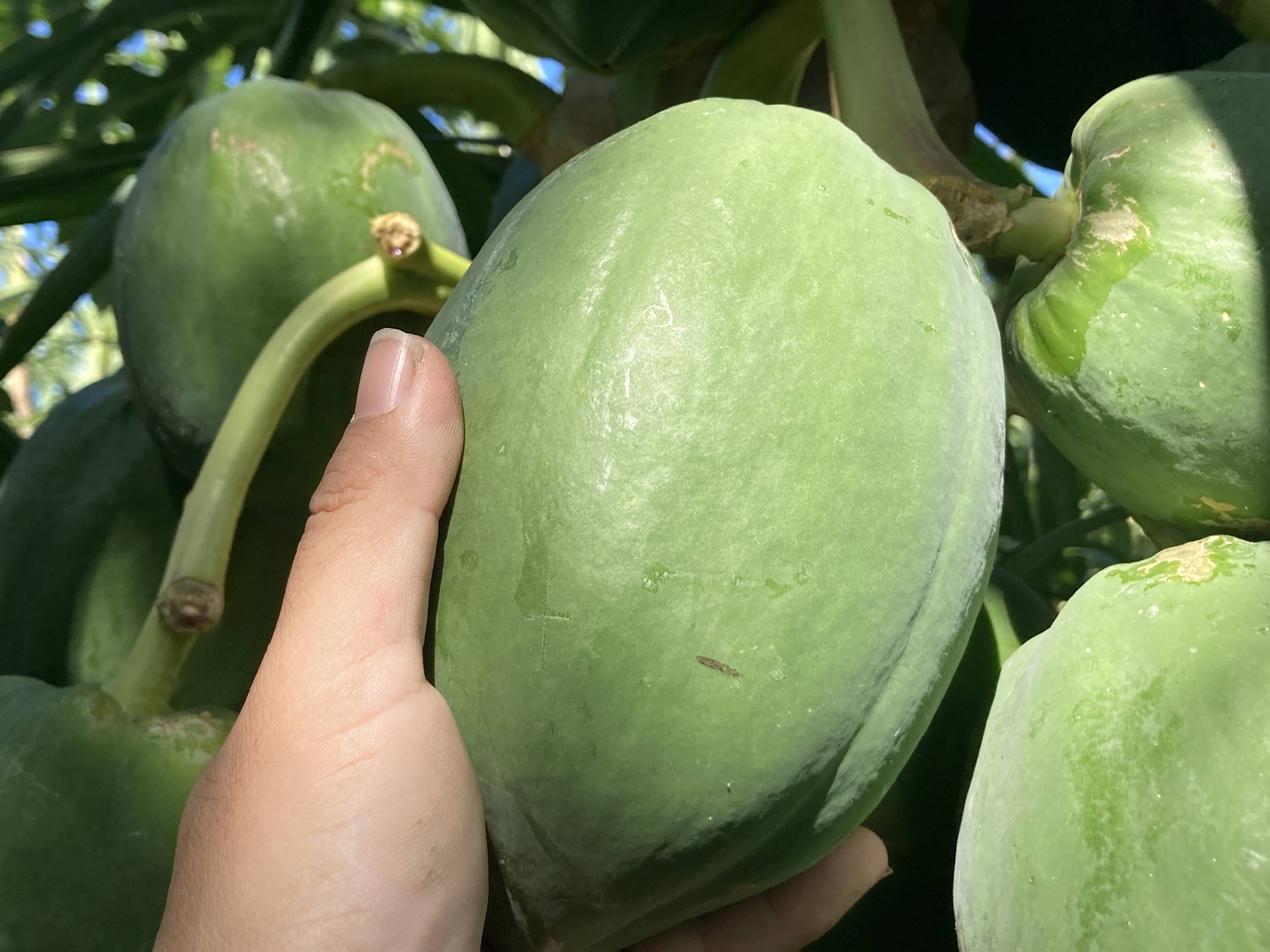 冬の青パパイヤ（3kg）：沖縄県産のその他青パパイヤ｜食べチョク