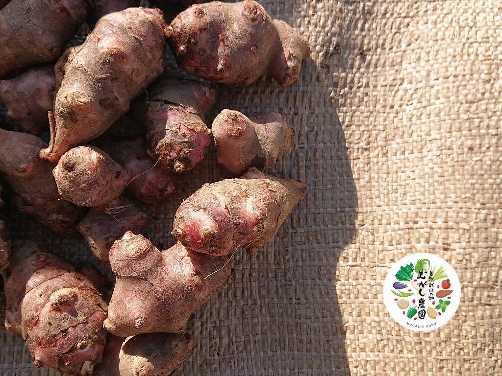 販売開始】赤菊芋箱込み2キロ（有機認証）今話題の健康野菜で免疫力UP