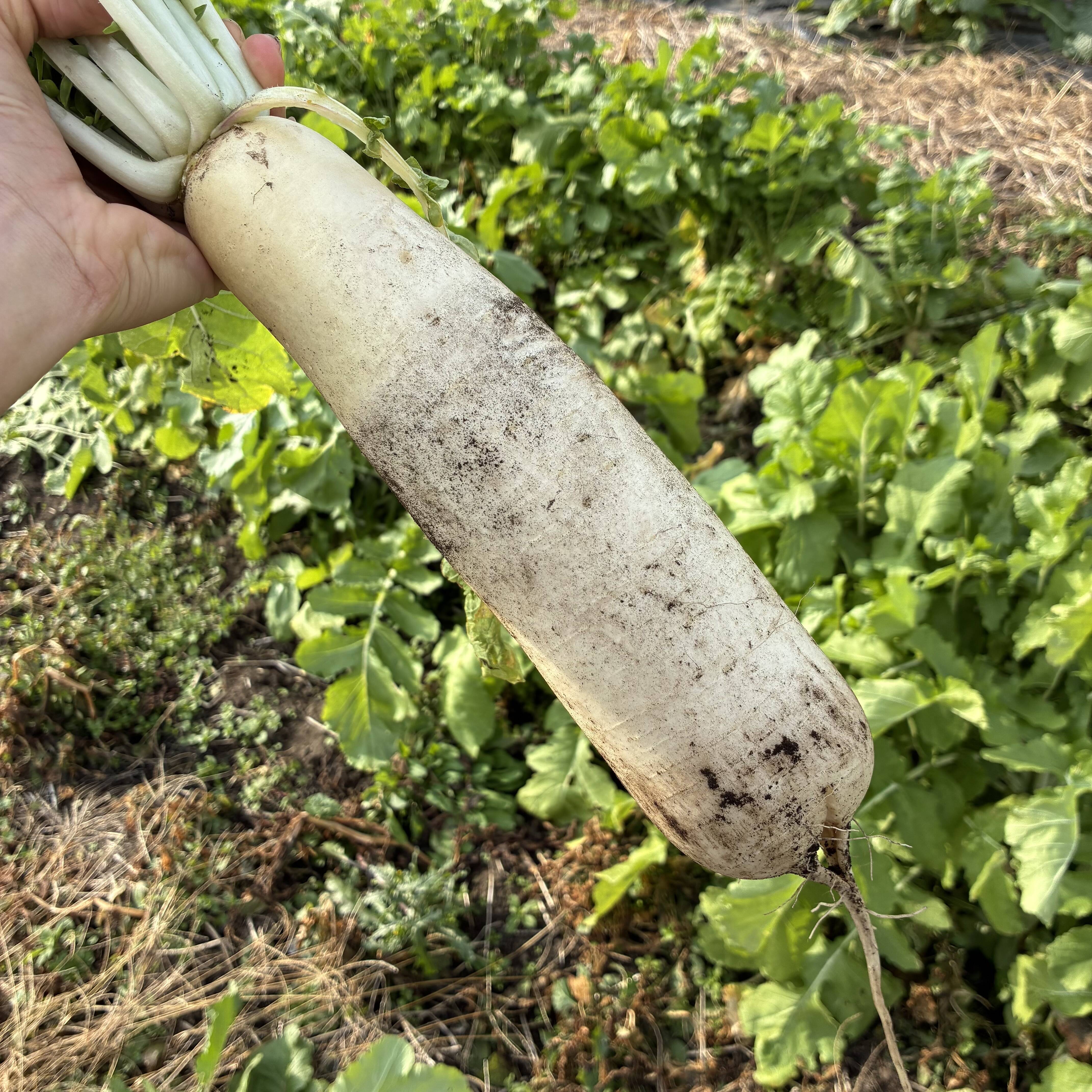 朝採れ発送！固定種＊山田ねずみだいこん＊葉付き中型だいこん＊5kg