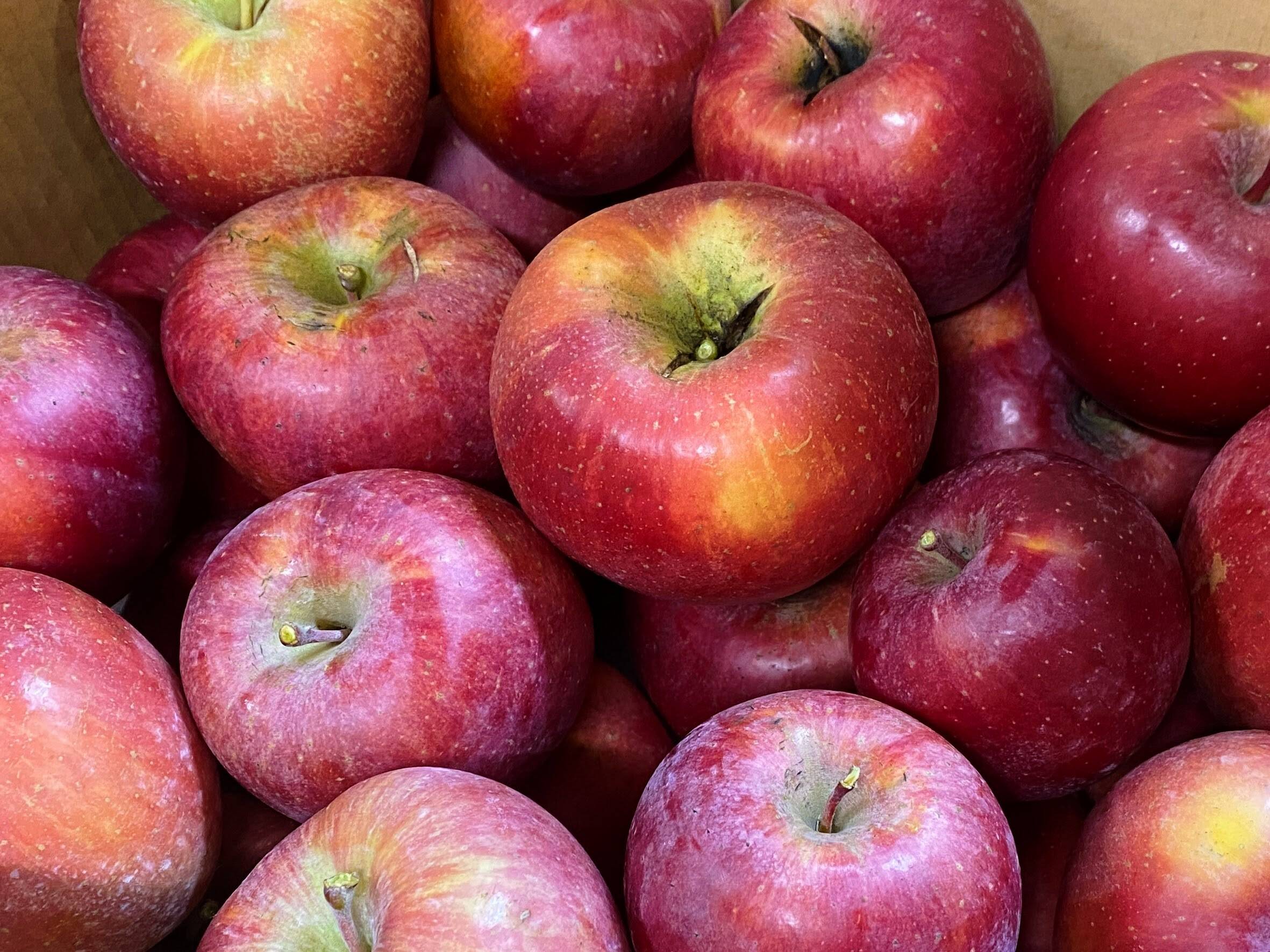 サステナりんご】お試し「サンふじ」見切り品3キロ☆加工にイチオシ