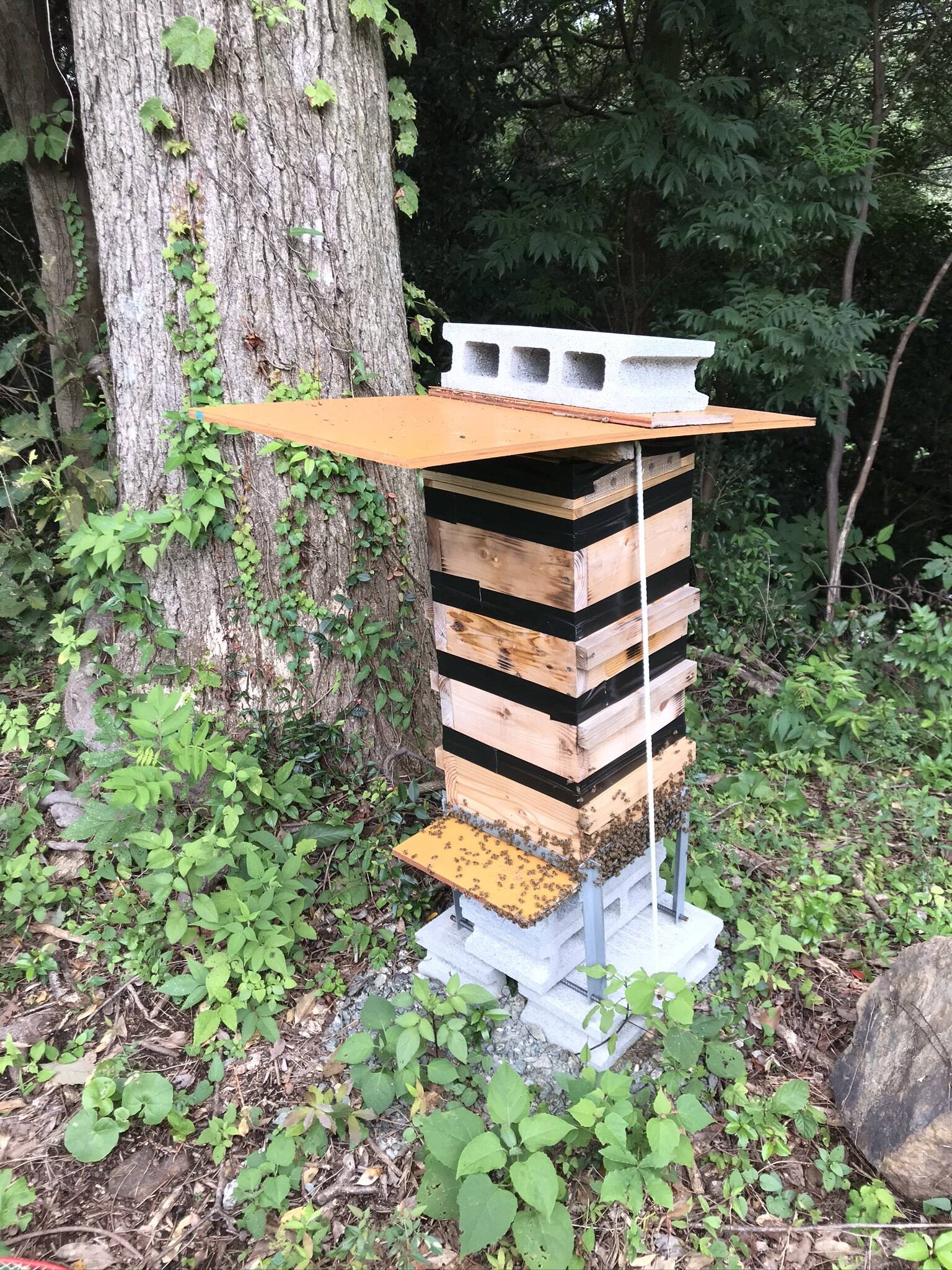 灯火採集 置き型 超小型HIDミニ化一体型55w 【公式通販】