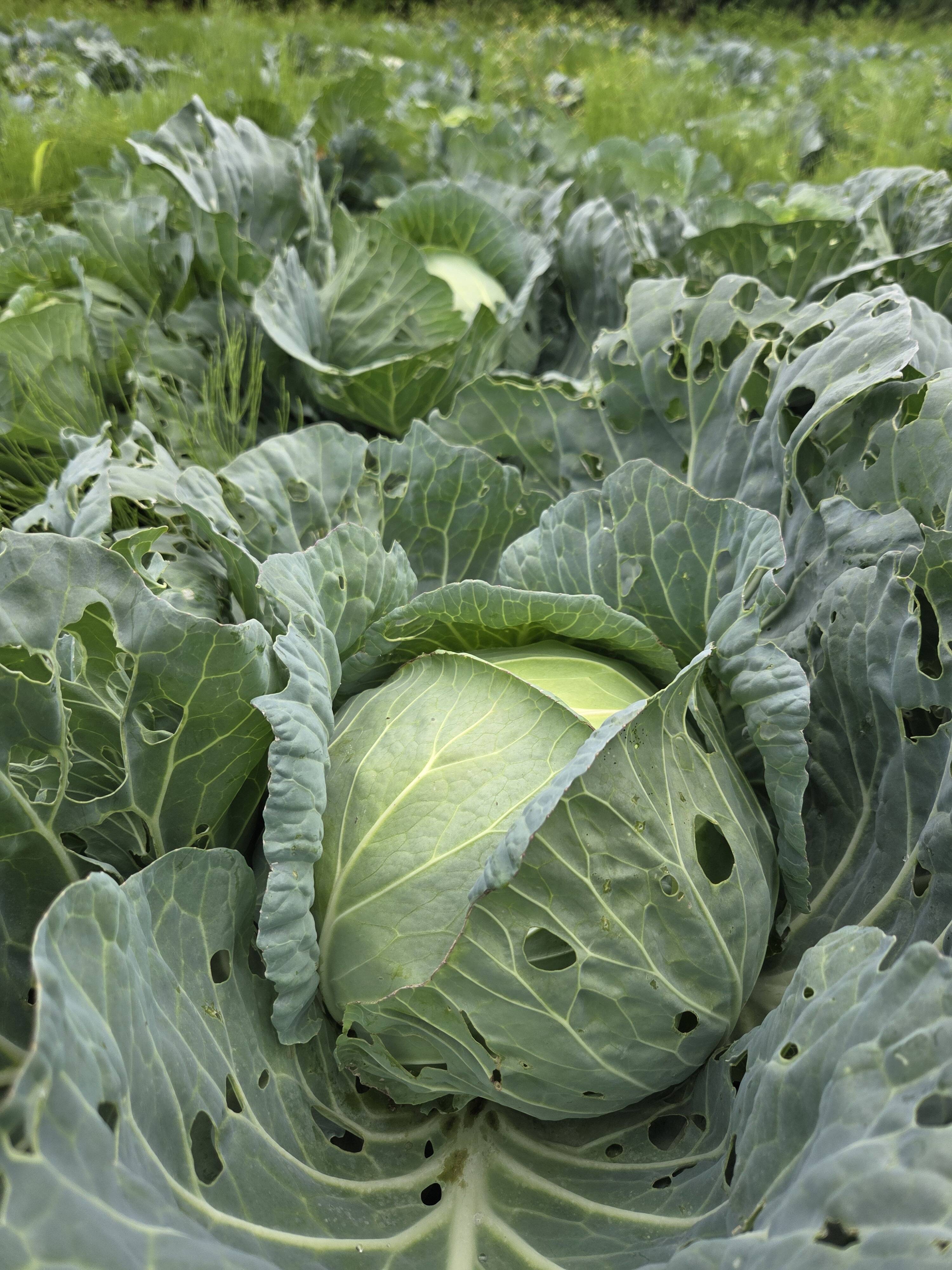 自然栽培認証青森県産キャベツ 4キロ前後：青森県産の初恋｜食べチョク