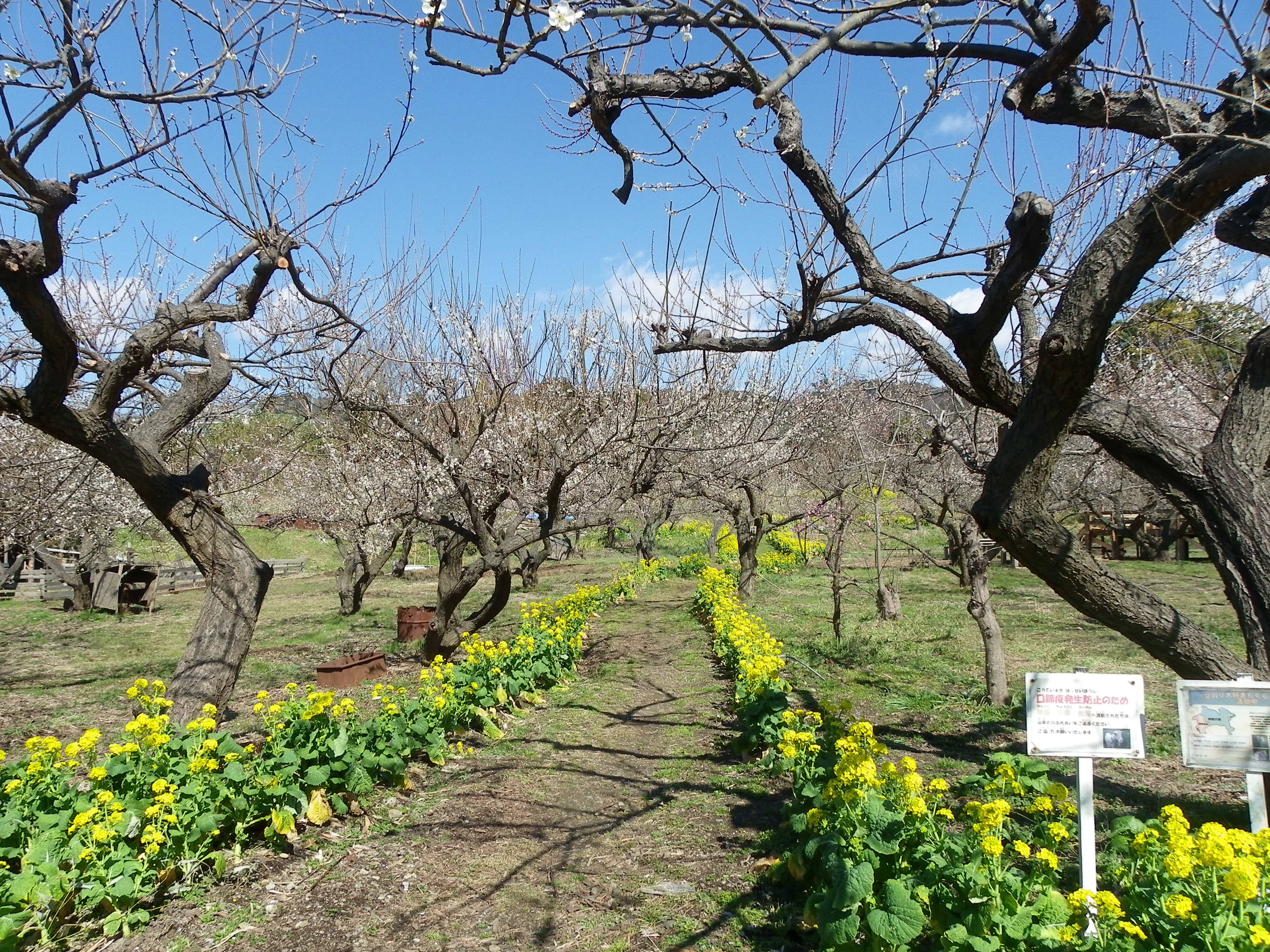 NAGOMIの青梅 7kg 農薬不使用『いちぐろさん』 NAGOMIの青梅 7kg 農薬不使用『いちぐろさん様専用』
