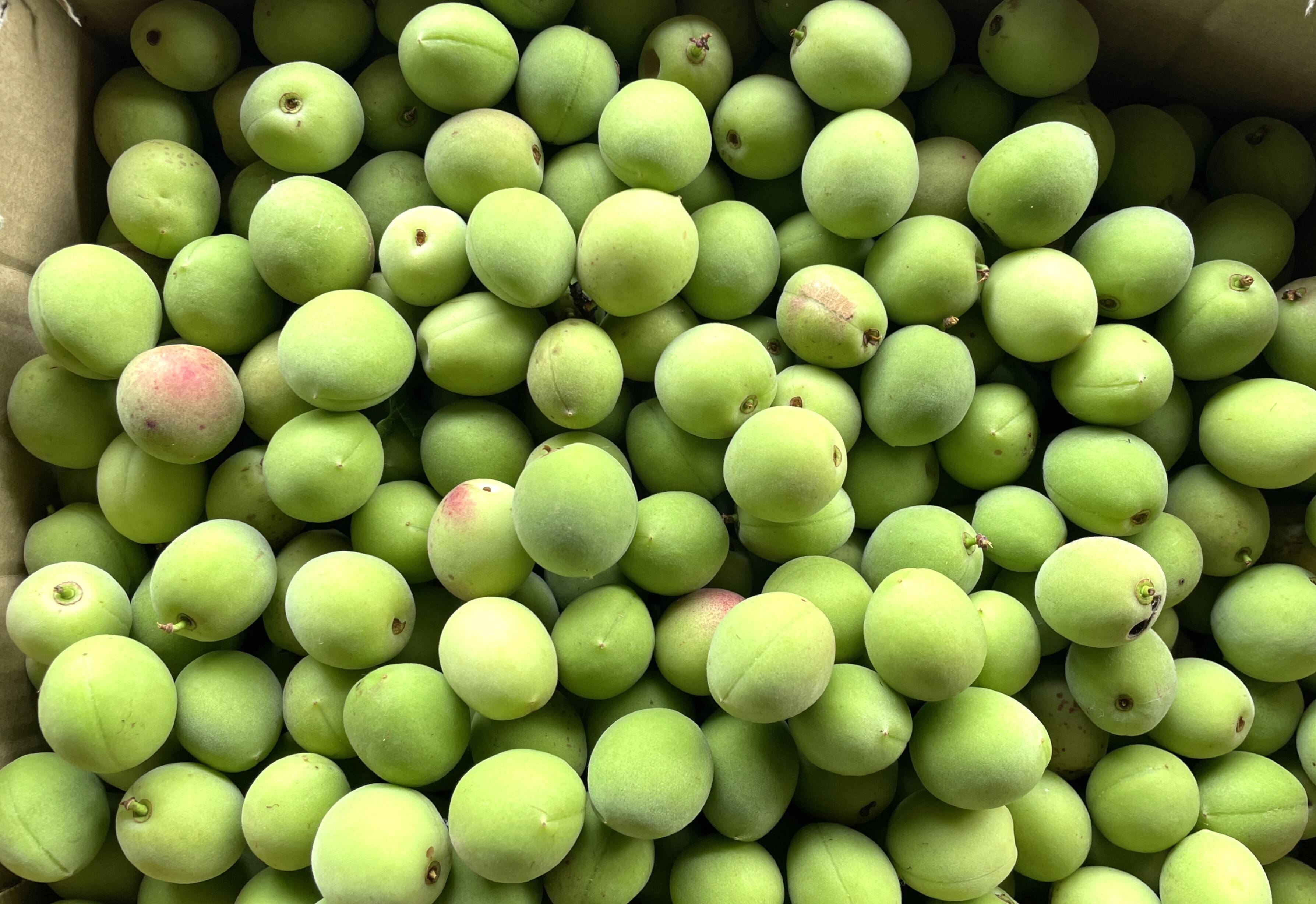 カリカリ梅に最適】宮城県産 手摘み青梅 小粒 4kg 白加賀中心 自然栽培