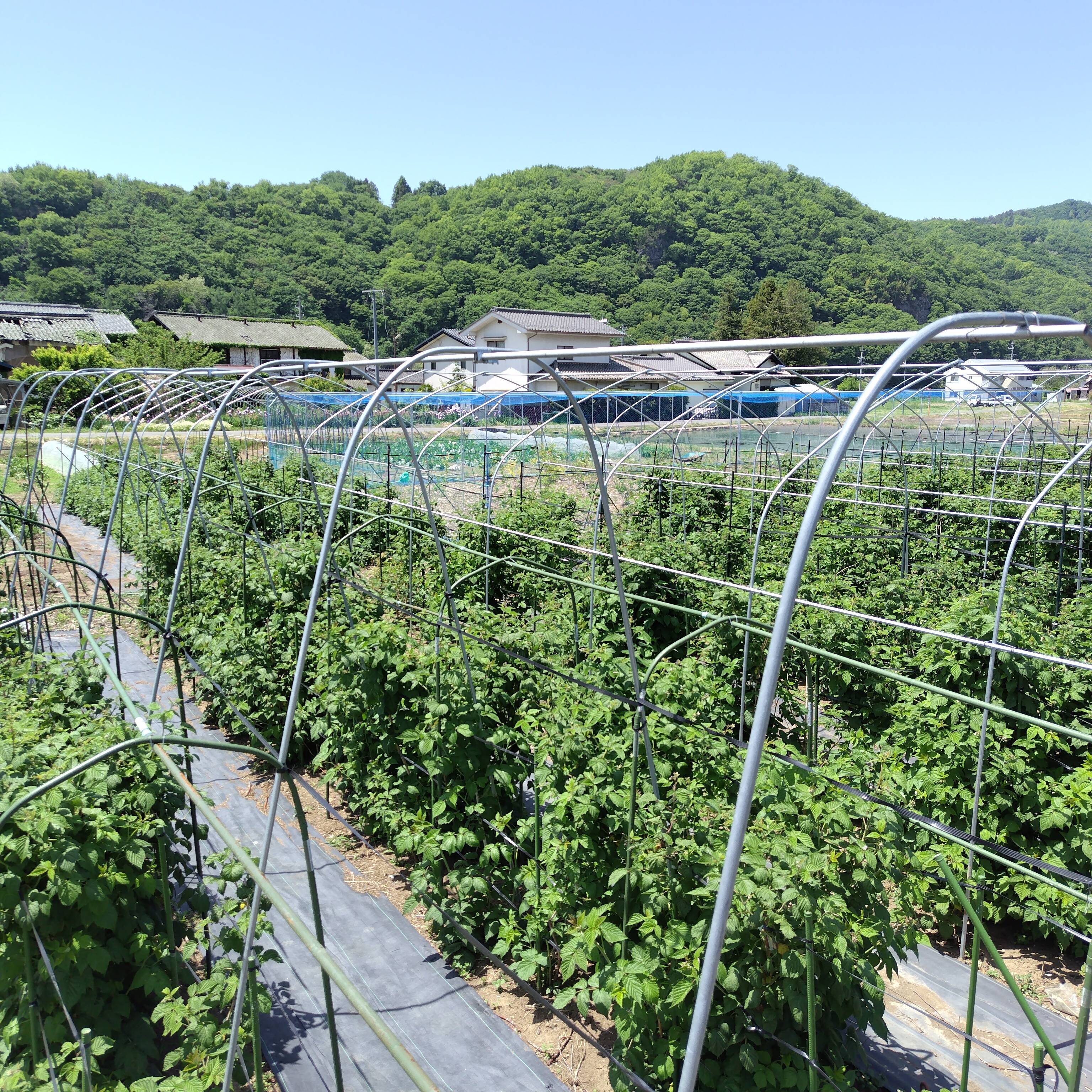 ラズベリー農園長谷川へのレビュー・商品：長野県｜食べチョク｜産地