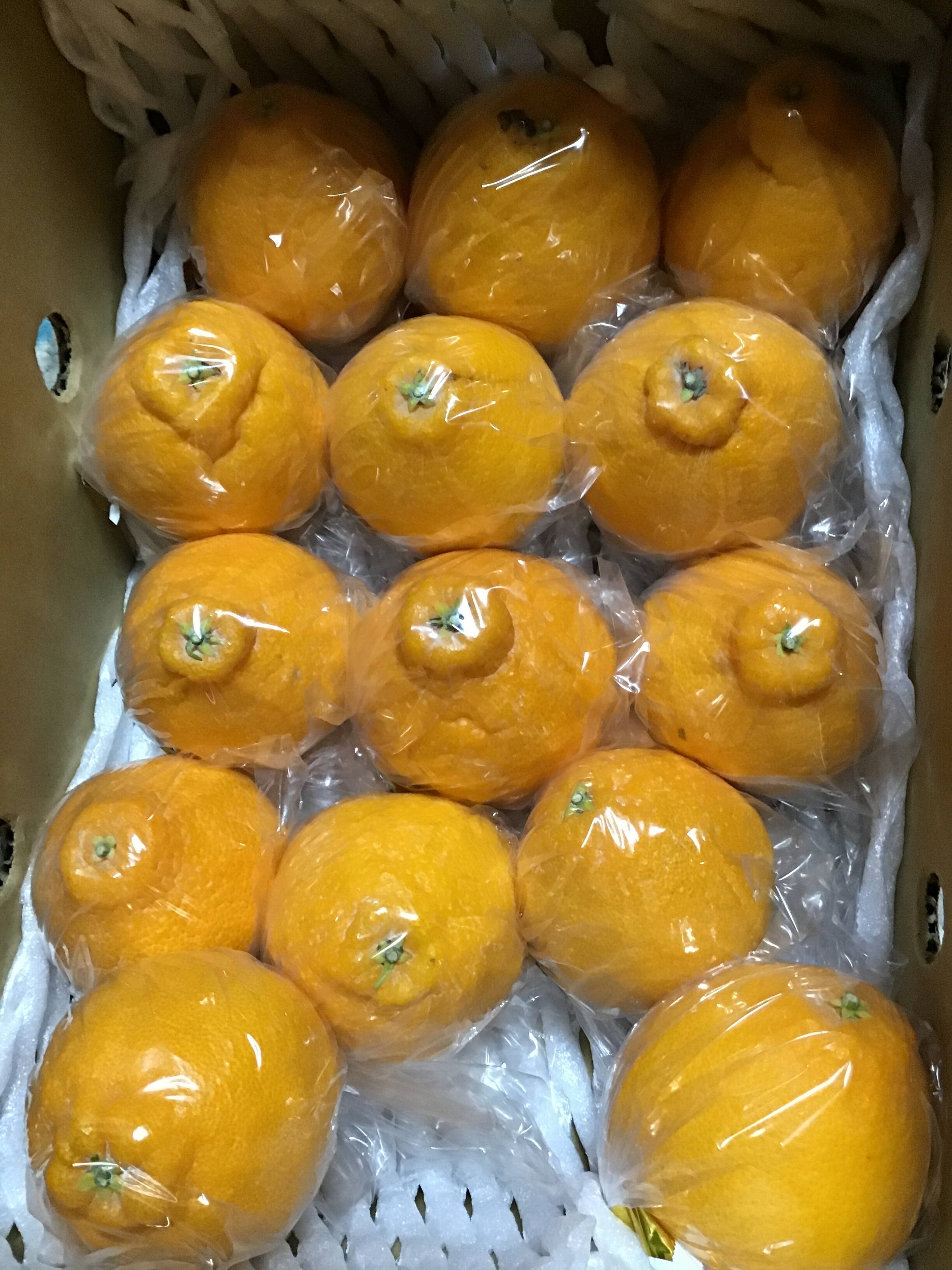 10箱限定❗️ちょーミニ不知火デコちゃん3k：熊本県産のみかん