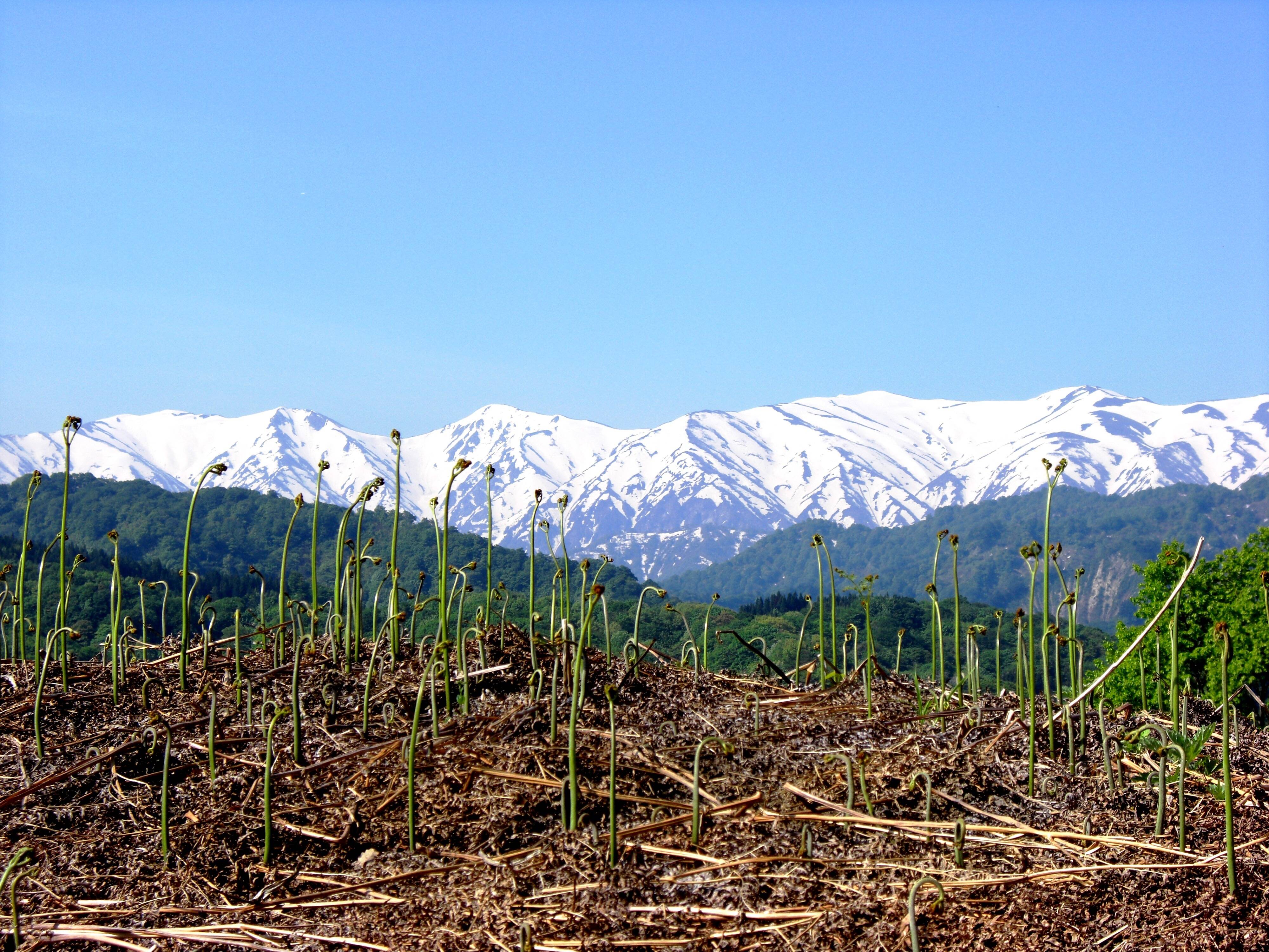 山形おぐに自然農園へのレビュー・商品：山形県｜食べチョク｜産地直送(産直)お取り寄せ通販 - 農家・漁師から旬の食材を直送