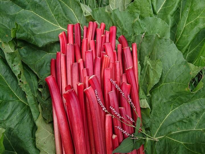 赤いルバーブ 5キロ 朝採り新鮮 送料無料 レシピ付き Organicfarmermag Com